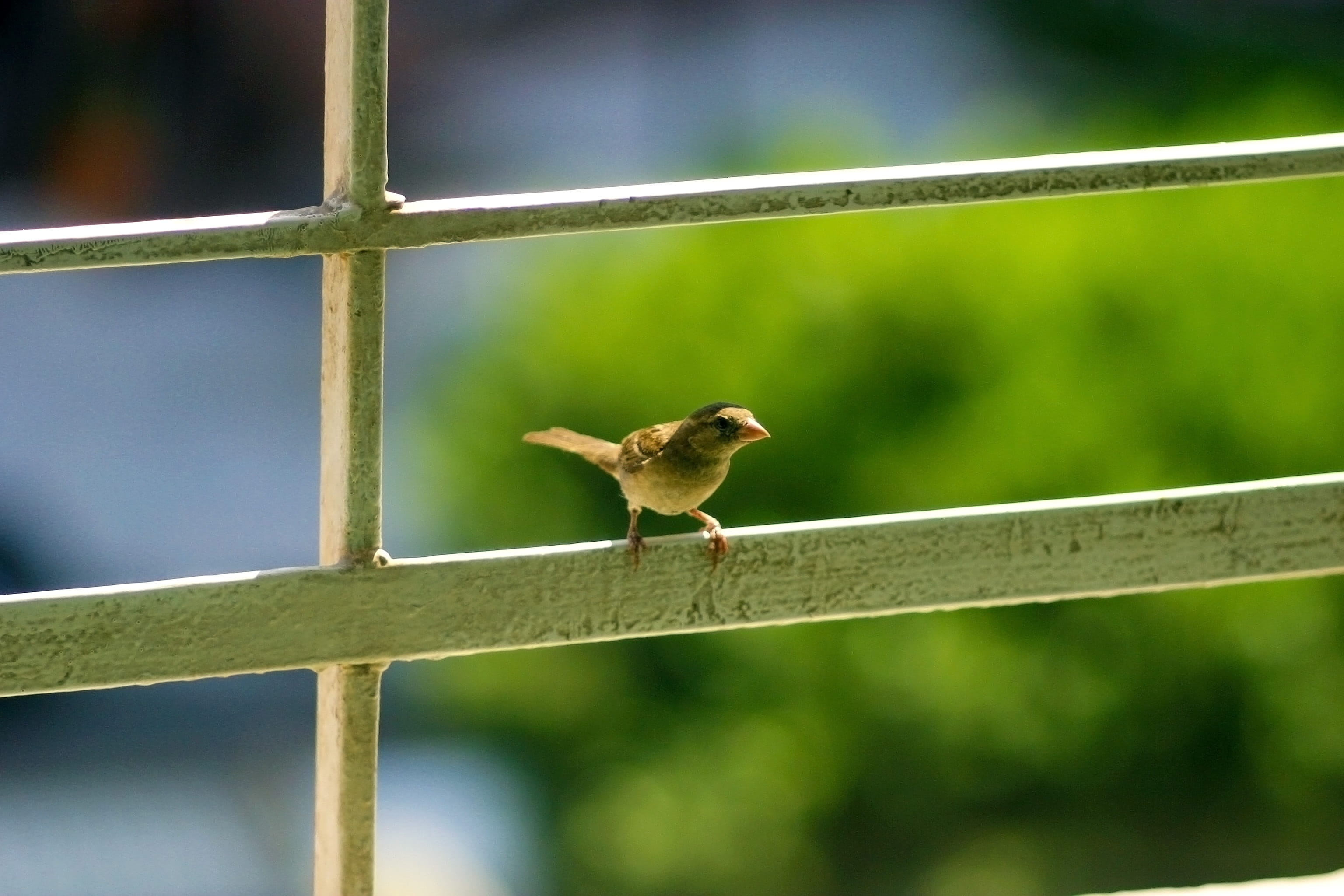 one animal, close-up, nature, bird, outdoors, focus on foreground, animal wildlife, perching, standing, animals in the wild, vertebrate, songbird, guardrail, HD Wallpaper