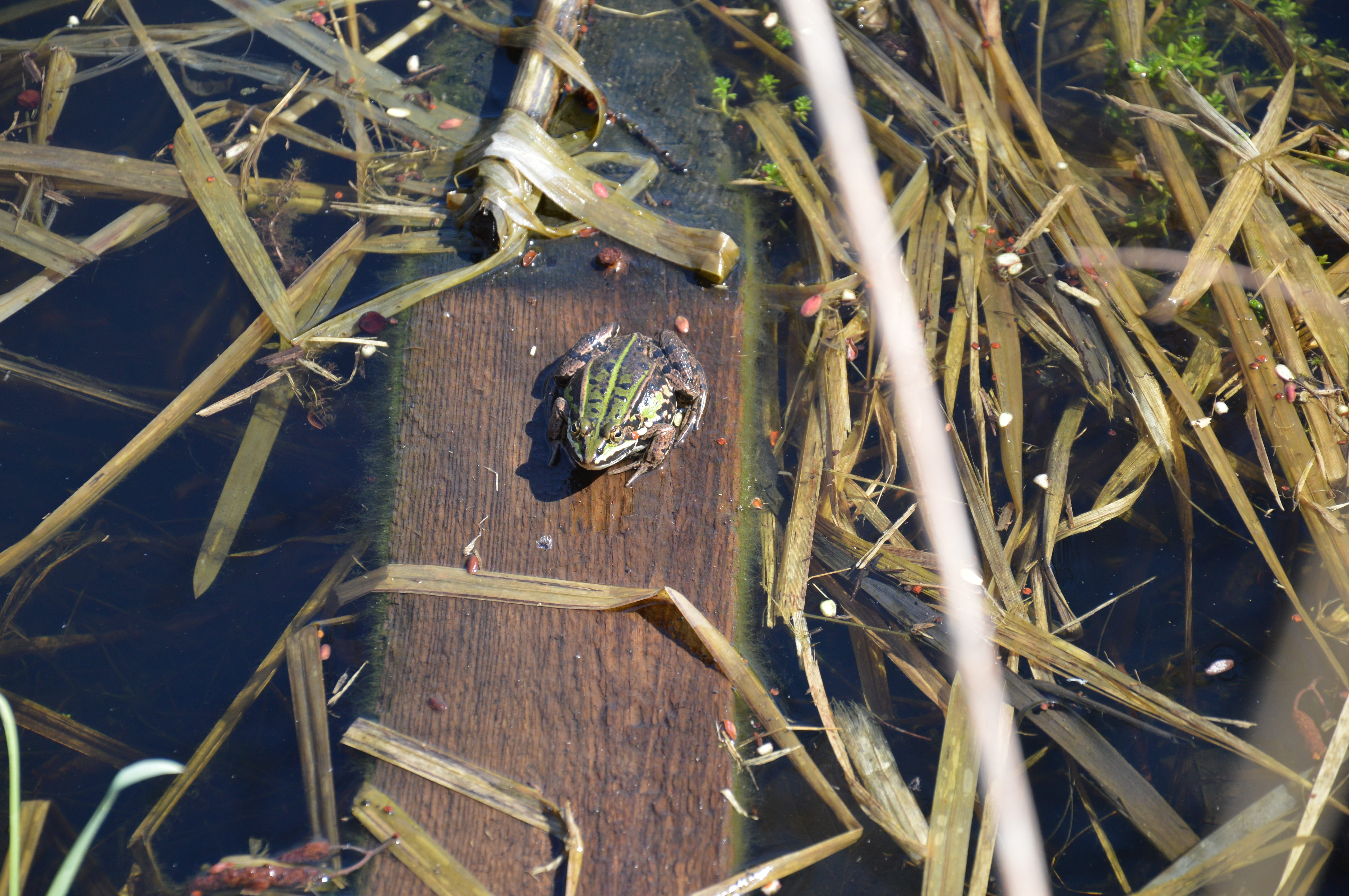 leaf, grass, the frog, growth, water polo, nature, no people, one animal, animal, animal themes, close-up, high angle view, plant, field, day, 5K, animal wildlife, HD Wallpaper