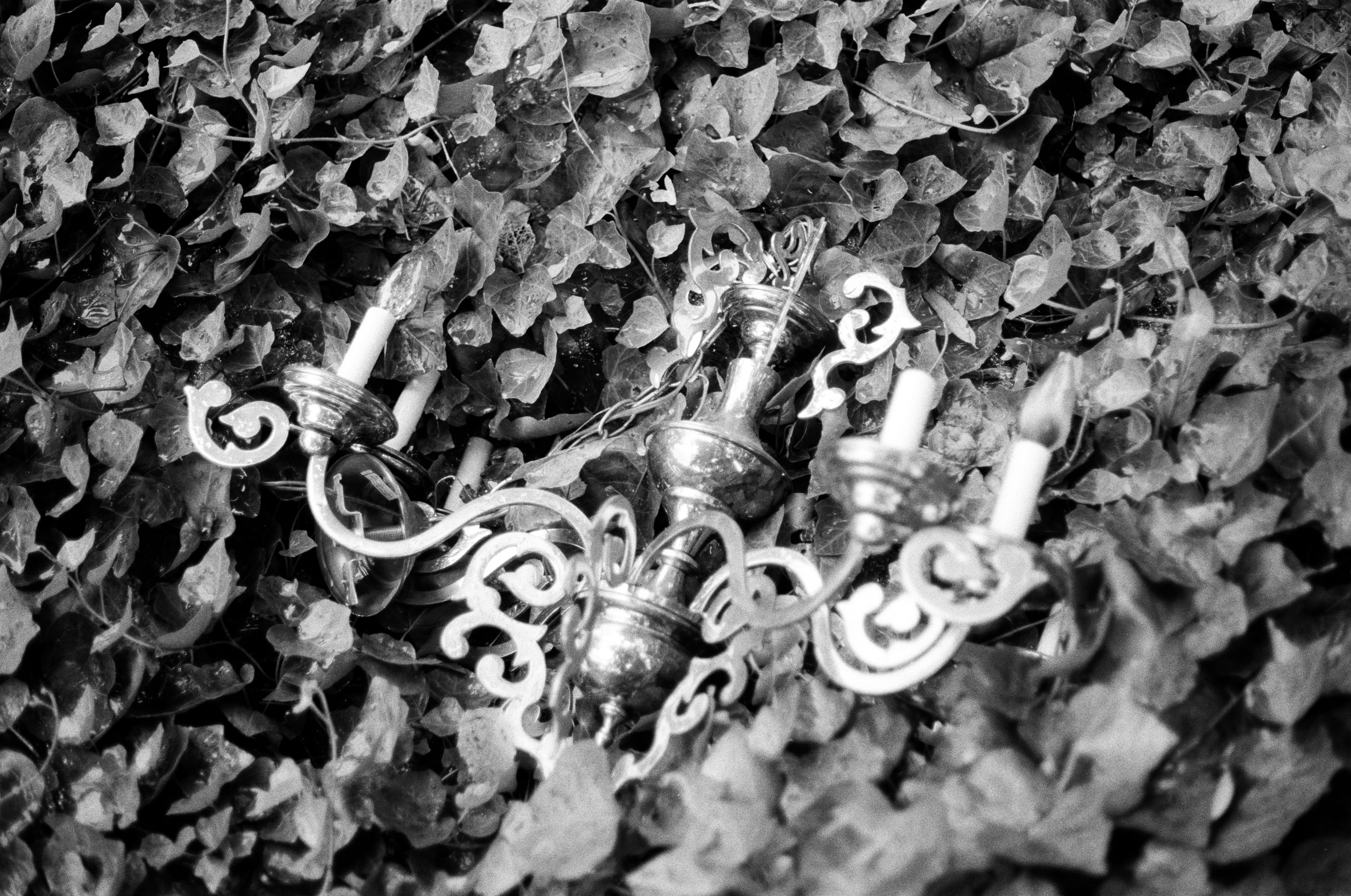 art, large group of objects, close-up, charlotte, still life, backgrounds, pattern, nature, 5K, high angle view, growth, black and white, no people, textured, HD Wallpaper