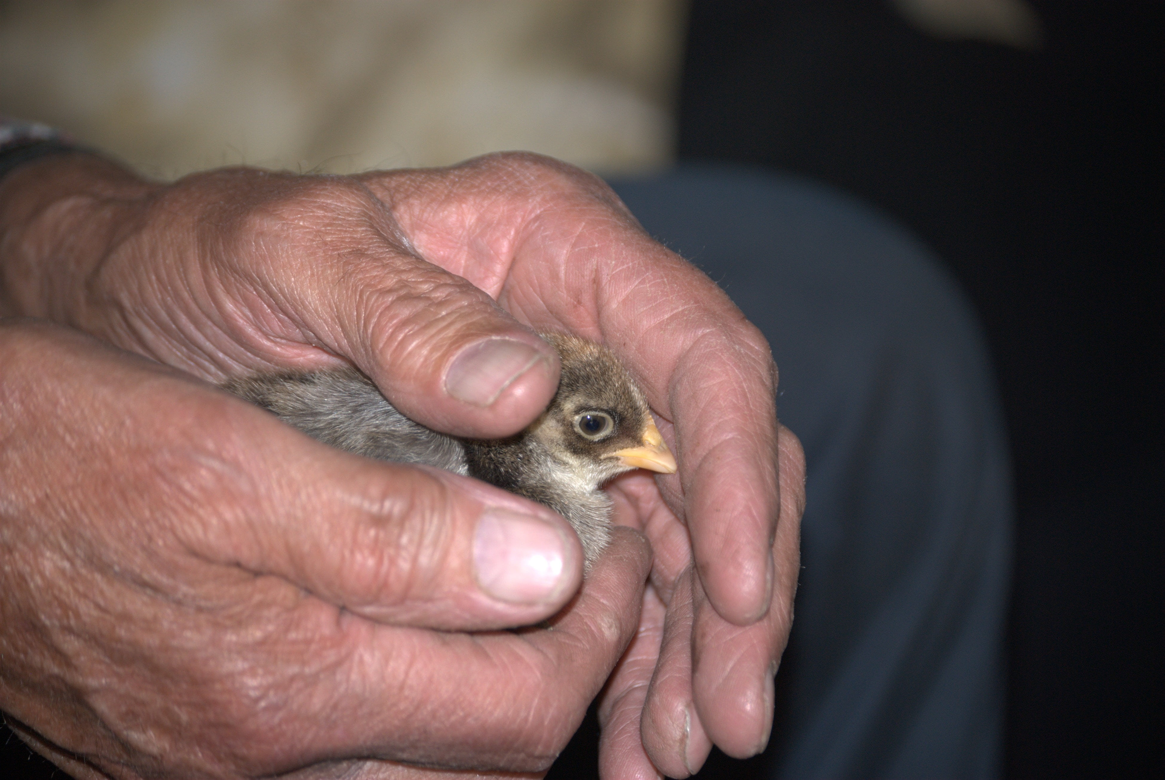 day old chicks, vertebrate, taking care of, human hand, indoors, holding, young animal, domestic animals, one animal, guinea fowl, close-up, finger, human finger, HD Wallpaper