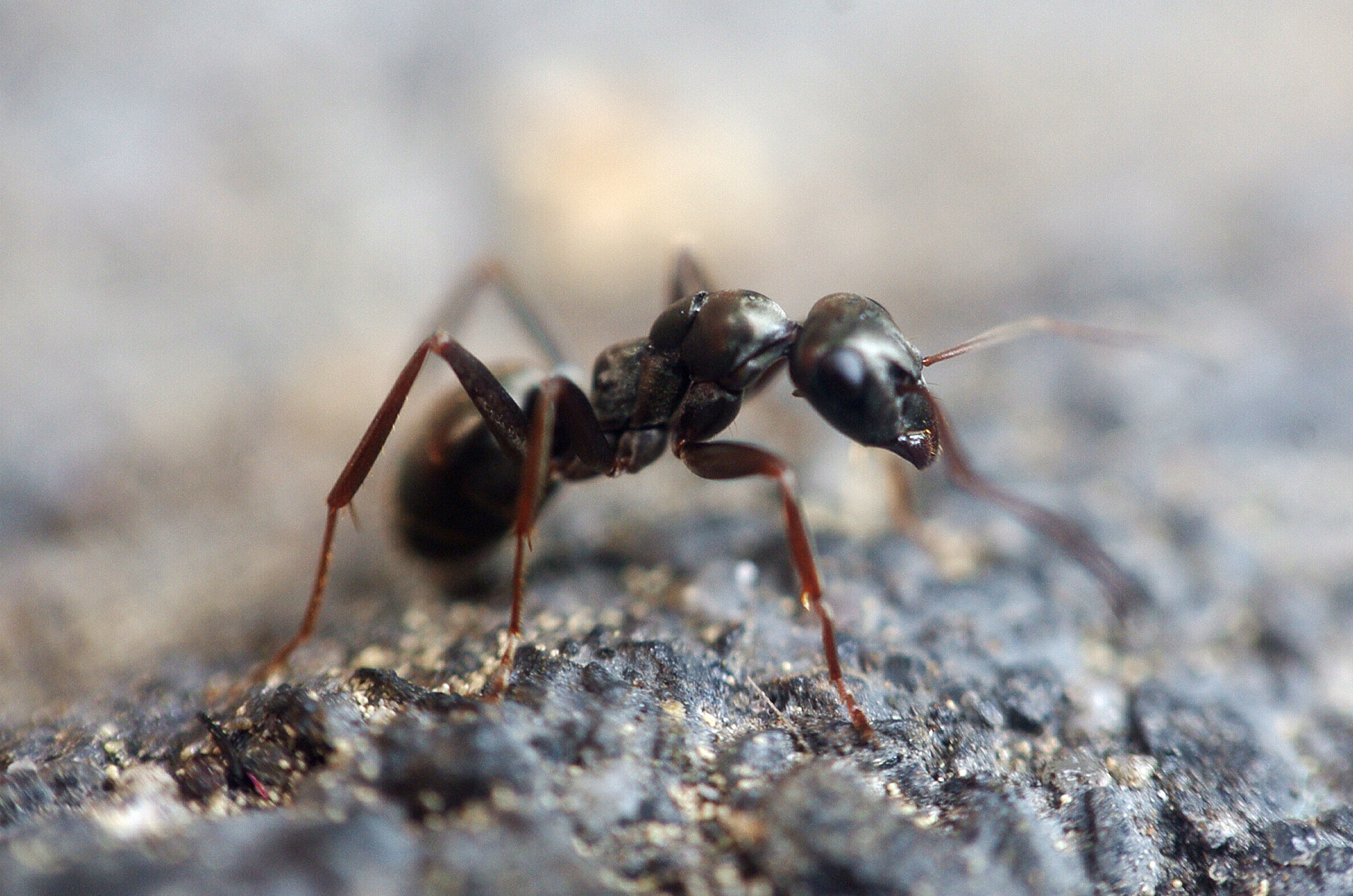 insect, head, no people, food, focus, face, macro, leaf cutter ant, close-up, one animal, soil, animal wildlife, selective, 4K, arthropod, arachnids, probe, HD Wallpaper