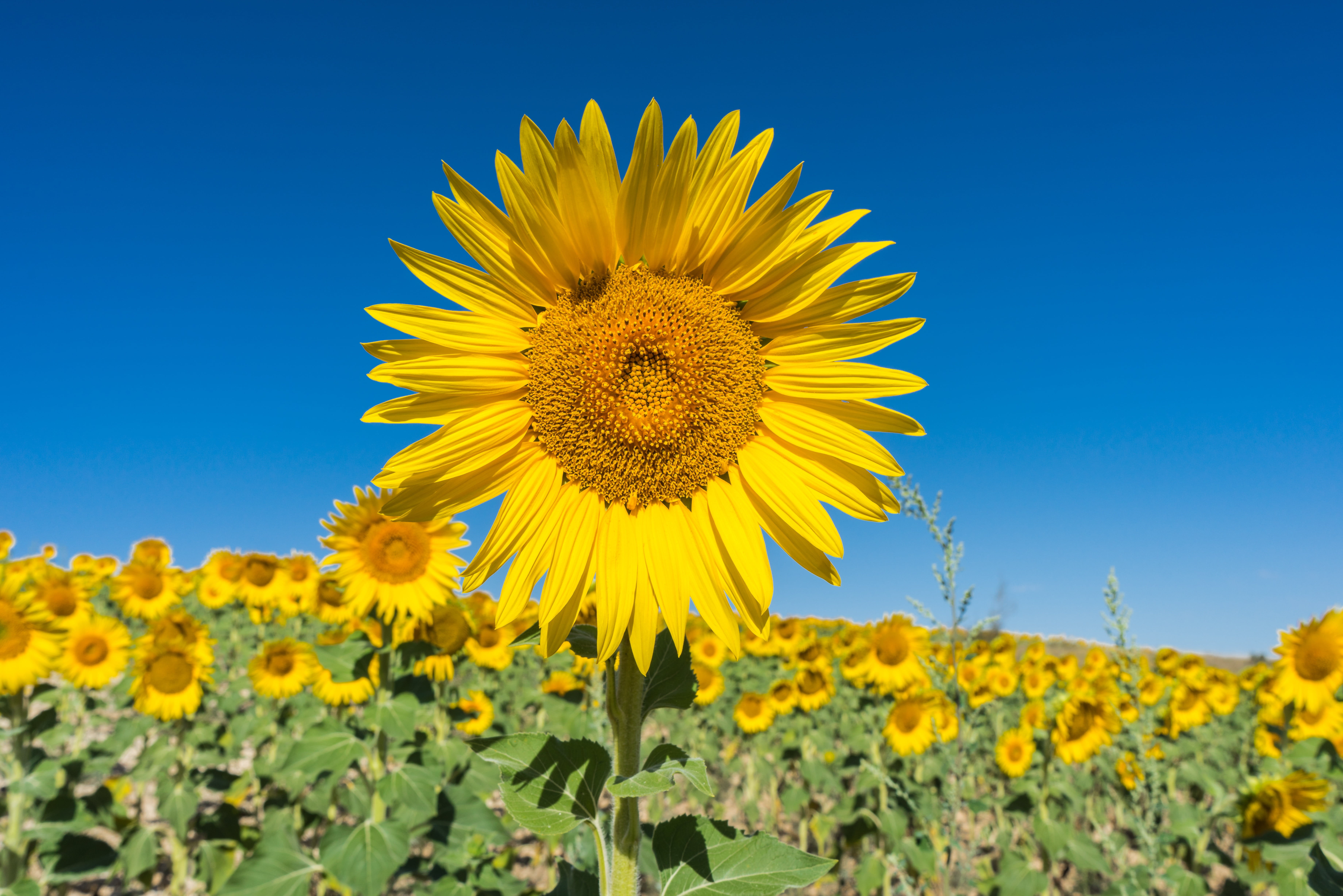 nature serengeti, petal, sunflowers, beauty in nature, springtime, pipes, blue sky, landscape, inflorescence, sky, rural Scene, no people, flower head, HD Wallpaper
