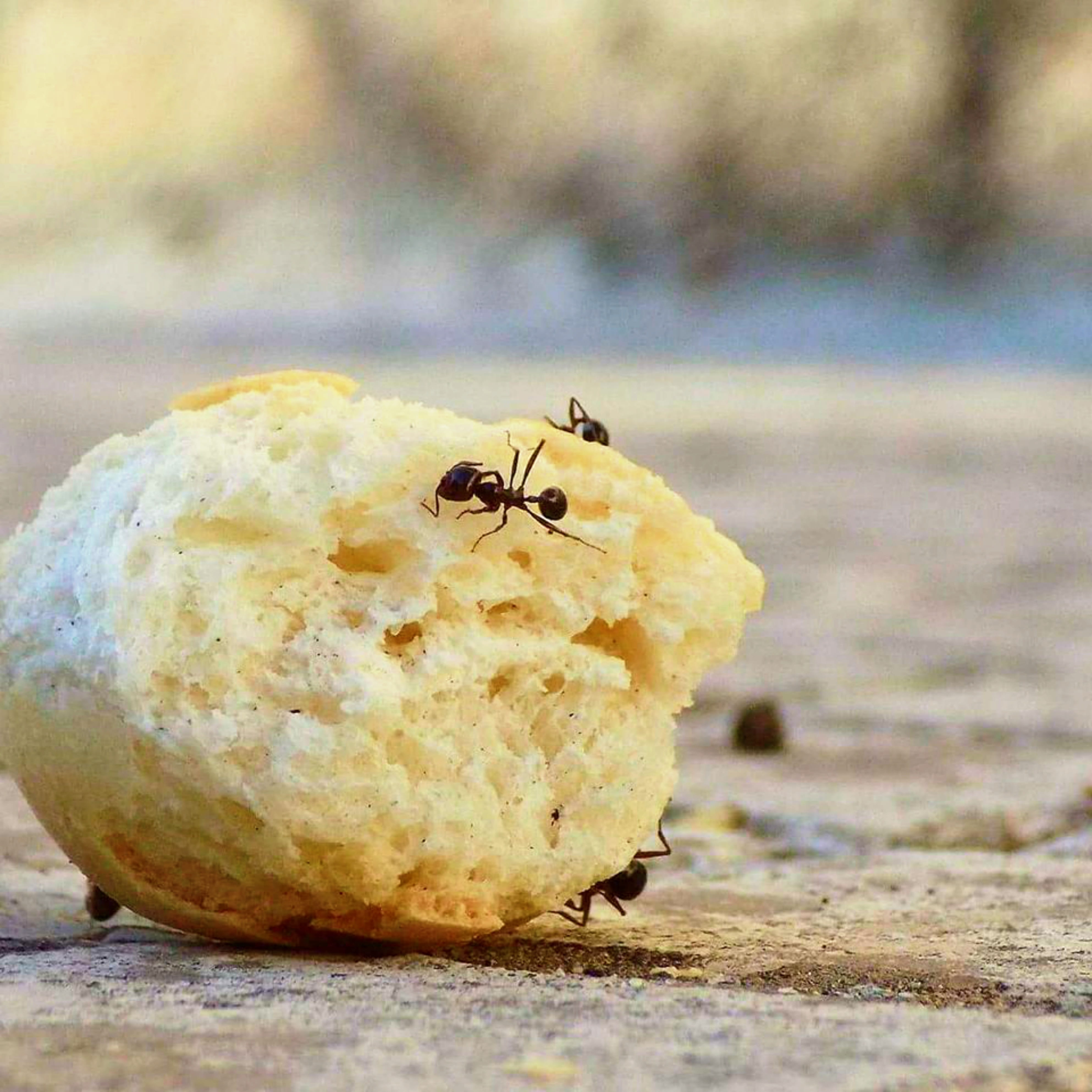 ant, insects, 4K, invertebrate, bread macro, campaign, food and drink, selective focus, beetle, light, food, summer, freshness, ants, house, animal themes, Phone HD Wallpaper