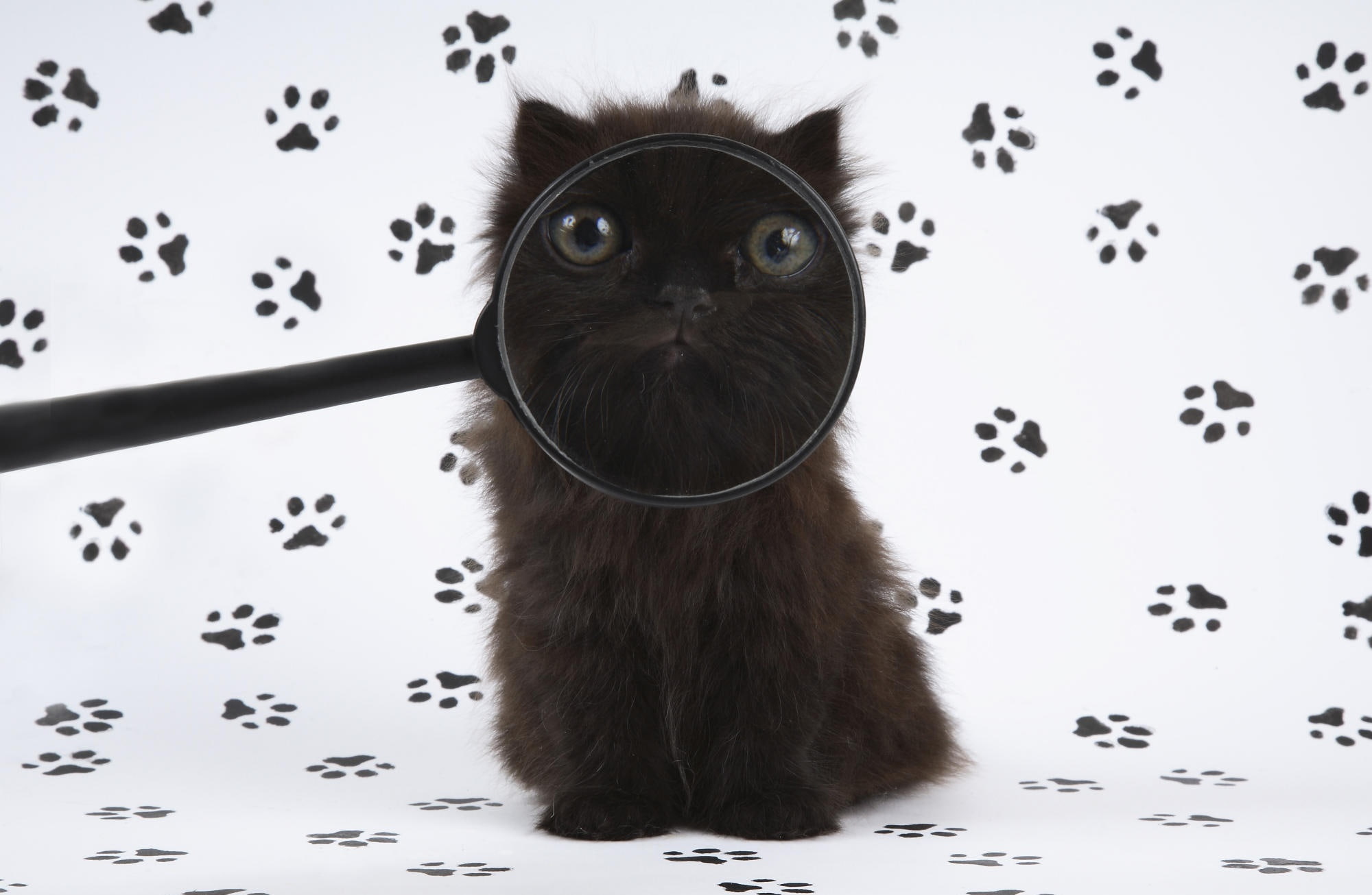 indoors, feline, hairstyle, kitten, animal hair, Inspector, black, studio shot, animal, Animals, no people, portrait, cat, one animal, black color, whisker, HD Wallpaper