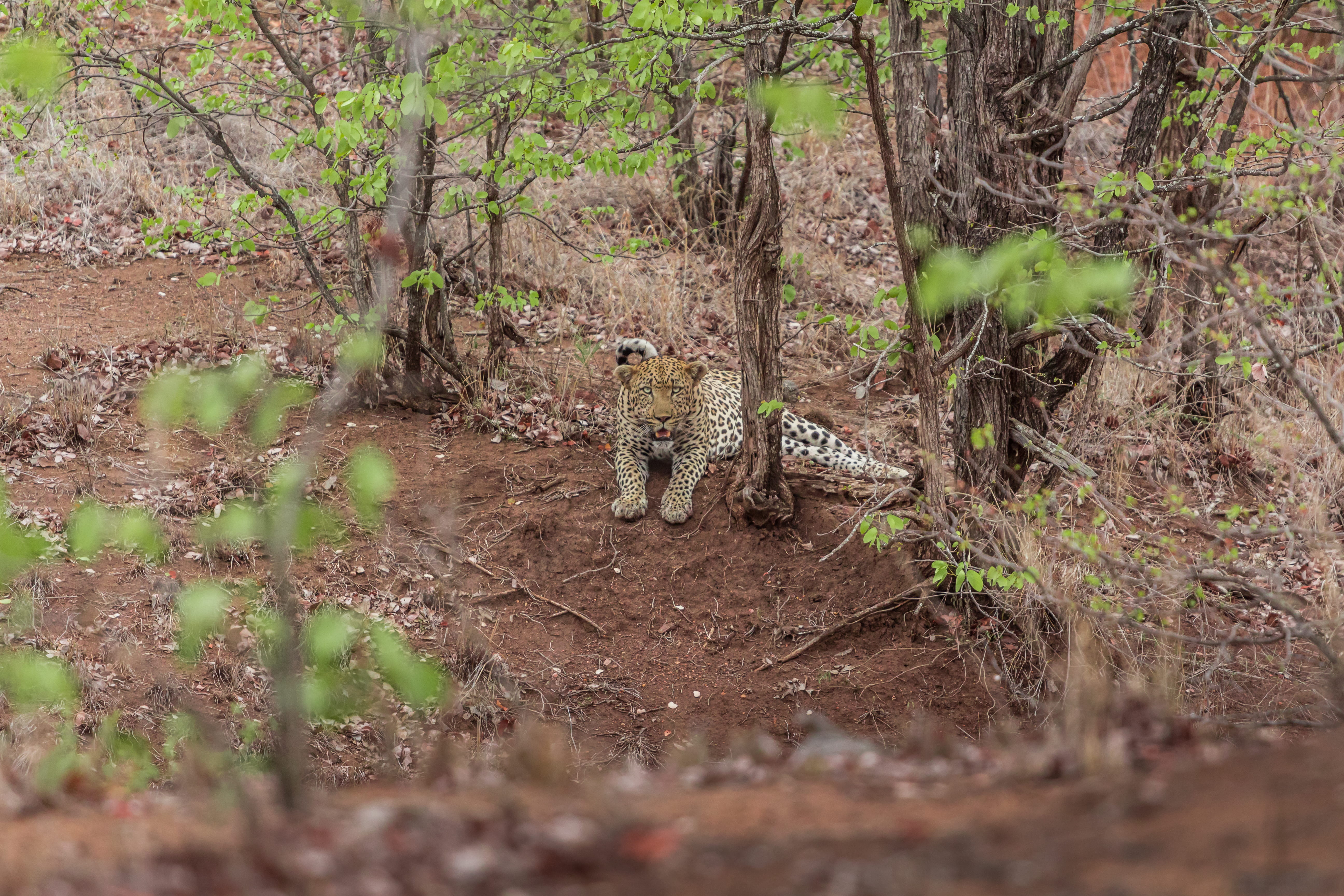 day, nature, field, 5K, plant, trunk, ground, growth, spots, land, forest, animal, tree trunk, lye, animal themes, animal wildlife, reclining, leopard, HD Wallpaper