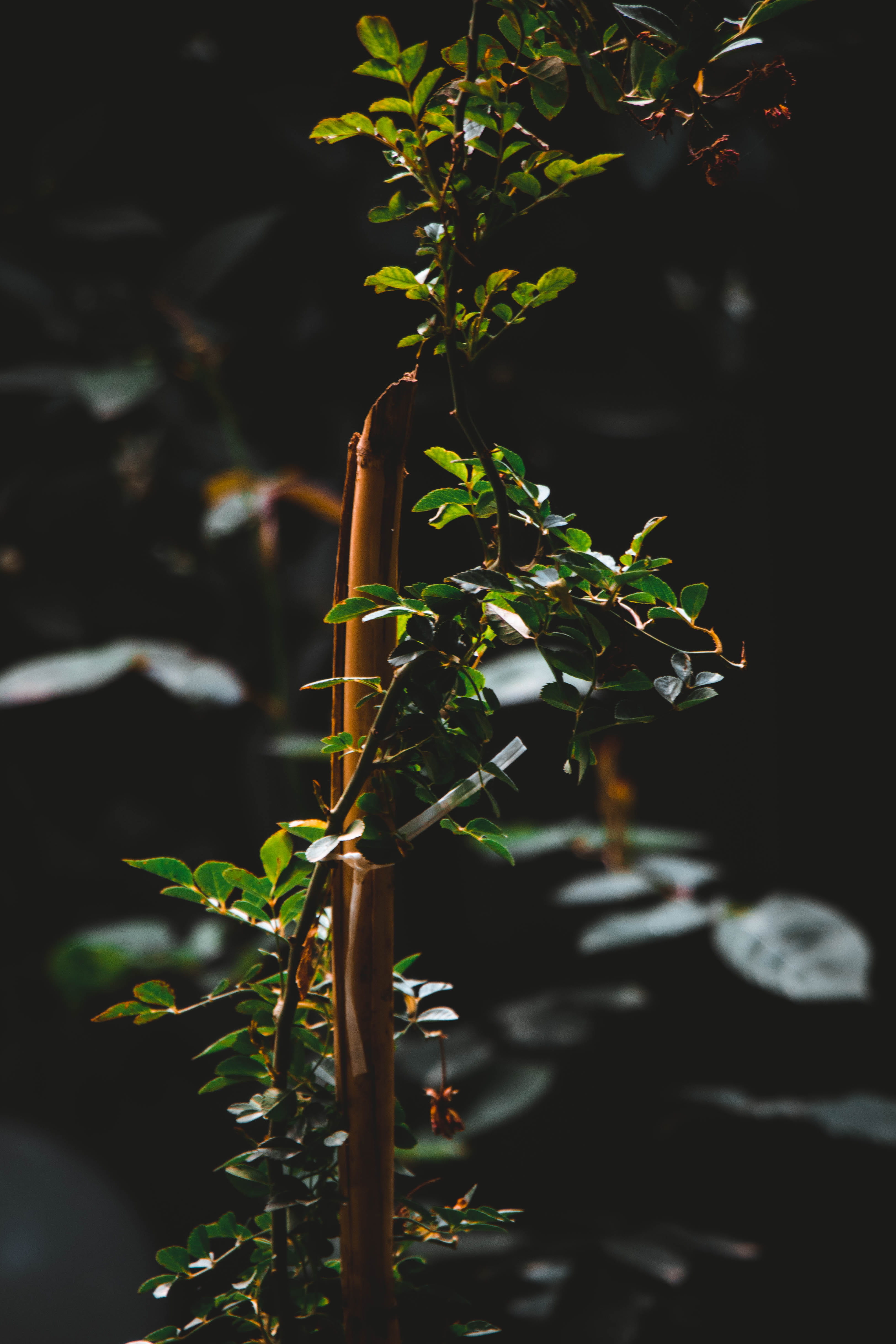 hope, growth, offset, leaf, iran, plant stem, mood, beginnings, selective focus, sunlight, plant part, outdoors, focus on foreground, land, beauty in nature, Phone HD Wallpaper