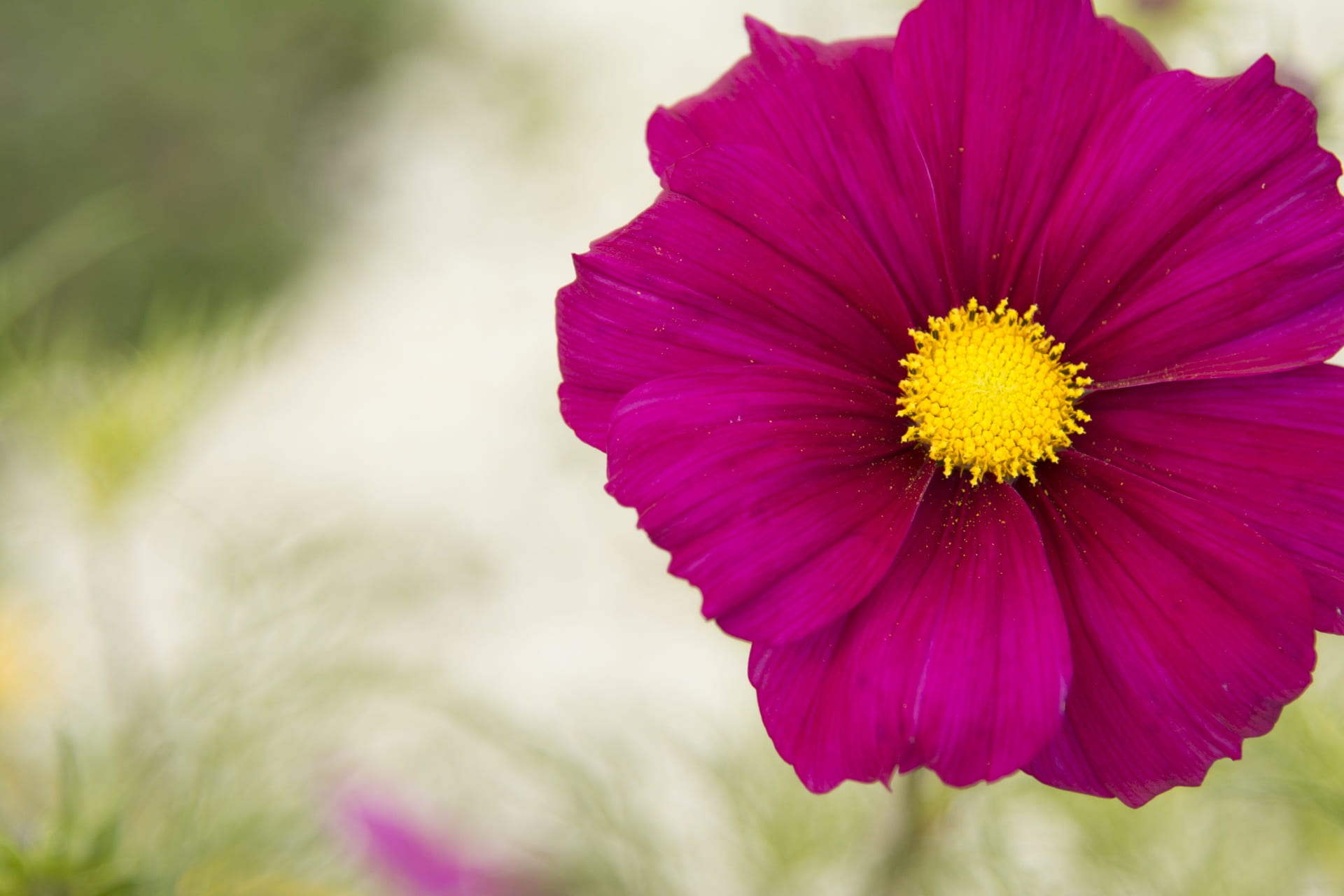 freshness, beauty in nature, petal, pink, plant, nature, card, no people, springtime, purple, vulnerability, vibrant color, flower, focus on foreground, HD Wallpaper