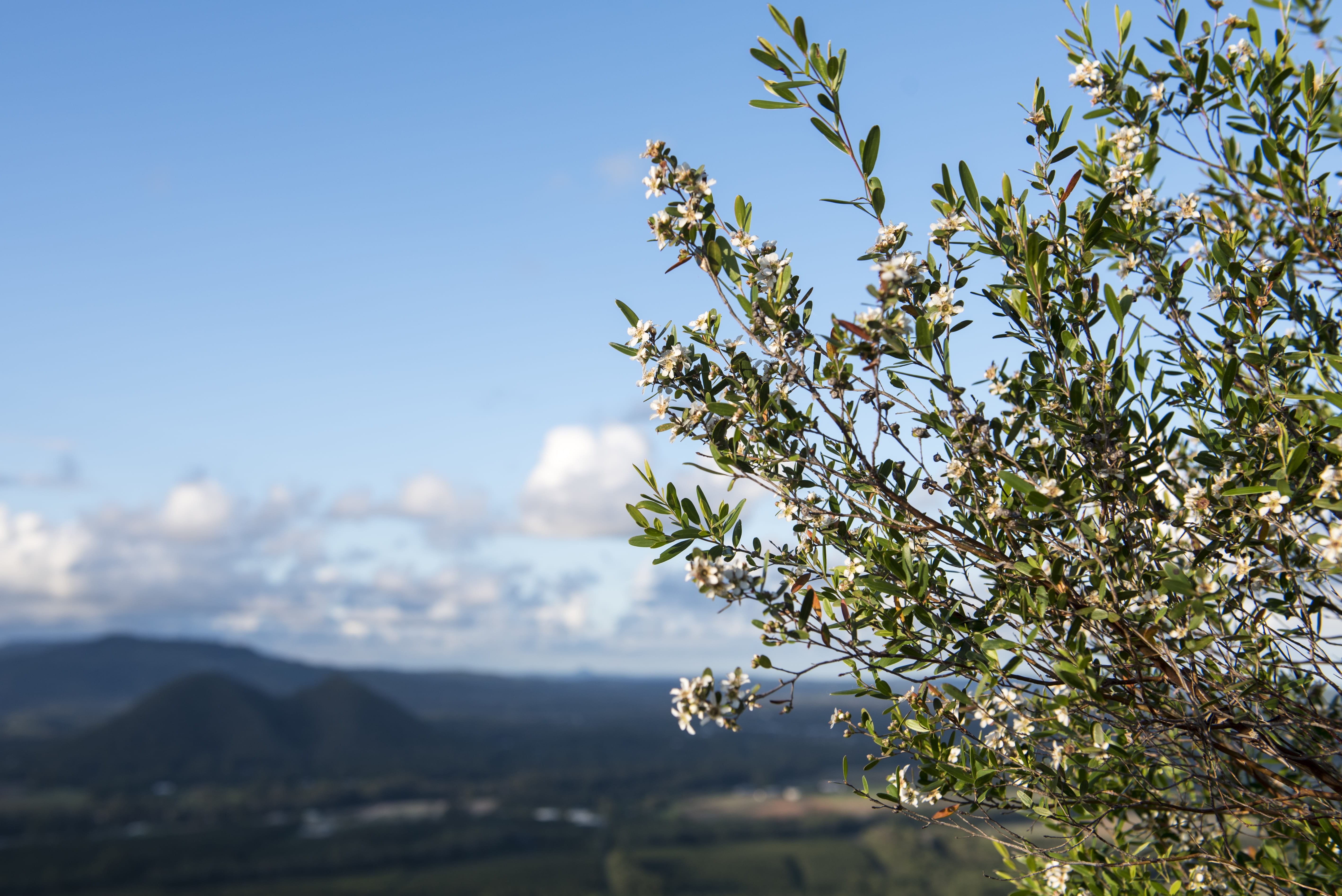 mt ngungun, outdoors, sky, plant, glass house mountains, plant part, nature, growth, offset, shrub, flowering plant, lookout, bush, 5K, australia, clouds, HD Wallpaper