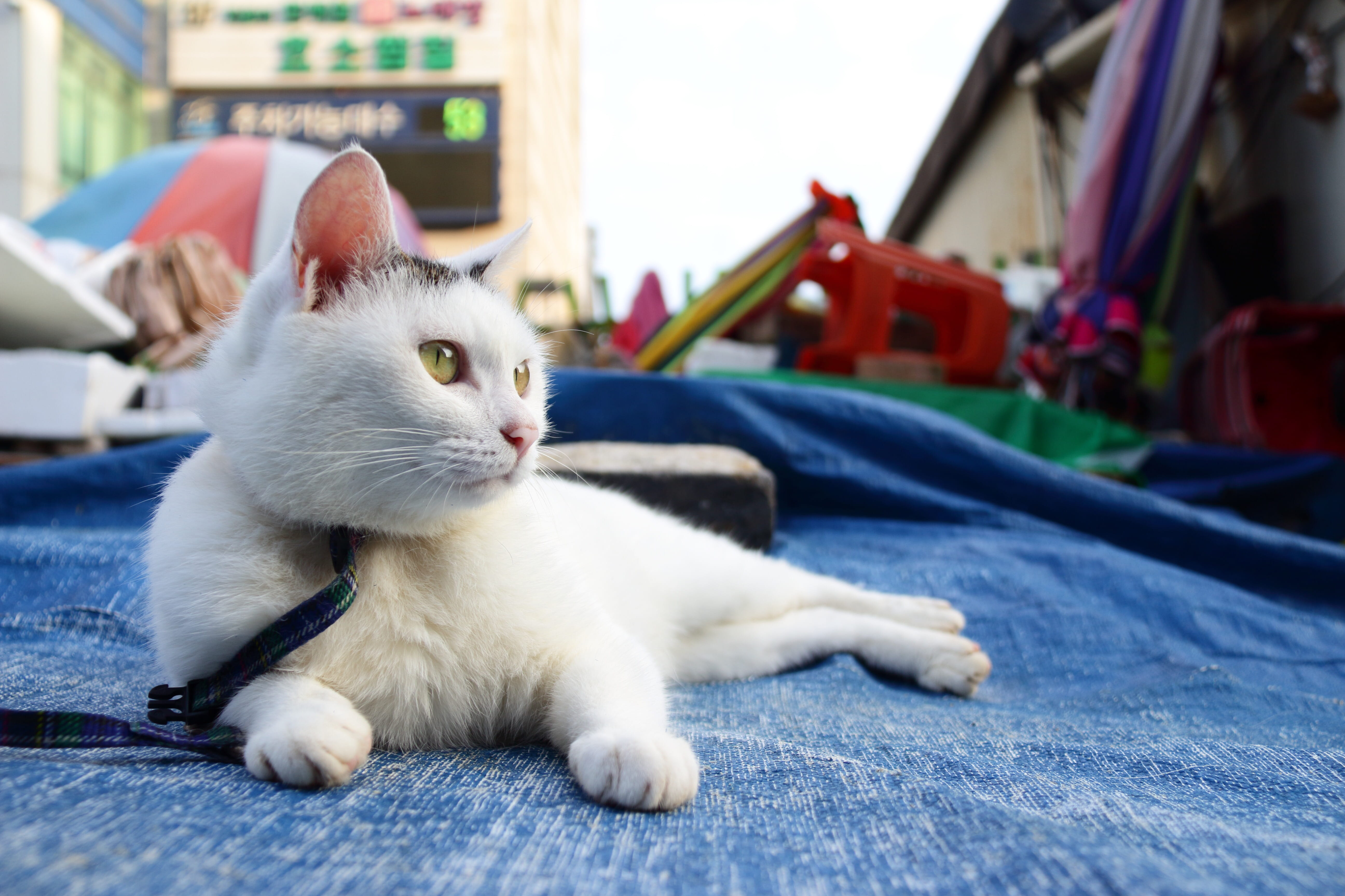 animal, domestic cat, lying, table, white, relaxation, 5K, kitty, lying down, cat, portrait, no people, focus on foreground, vertebrate, tarpaulin, adorable, HD Wallpaper