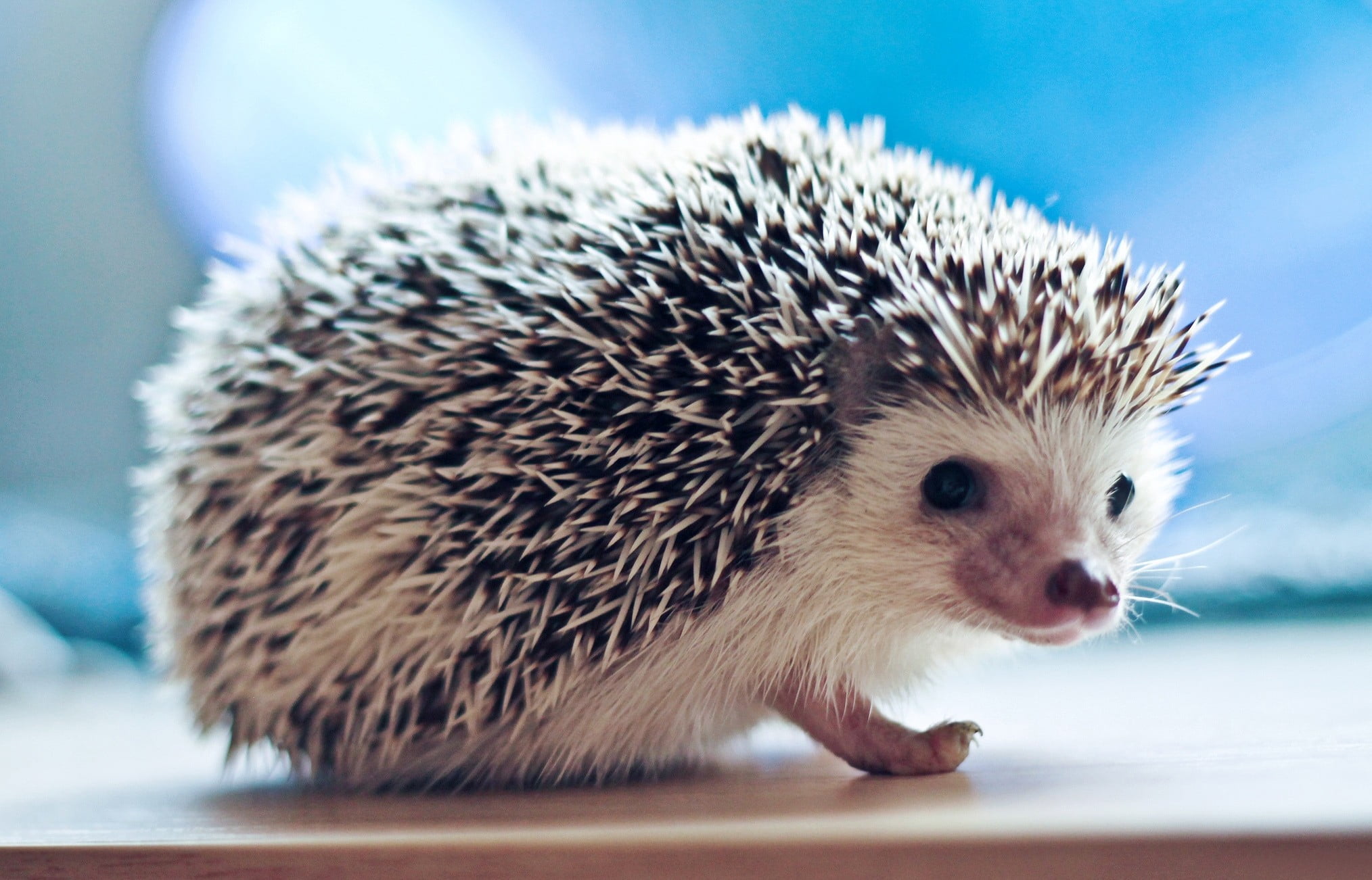 domestic, cute, animal Nose, bristle - Animal Part, nature, rodent, one Animal, hedge, needles, whisker, snout, pets, indoors, animals And Pets, animals In The Wild, HD Wallpaper