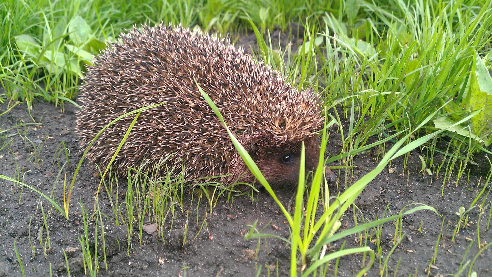 no people, outdoors, animal themes, small, day, field, porcupine, mammal, bristle - Animal Part, one Animal, green color, hedge, wildlife, spiked, snout, HD Wallpaper