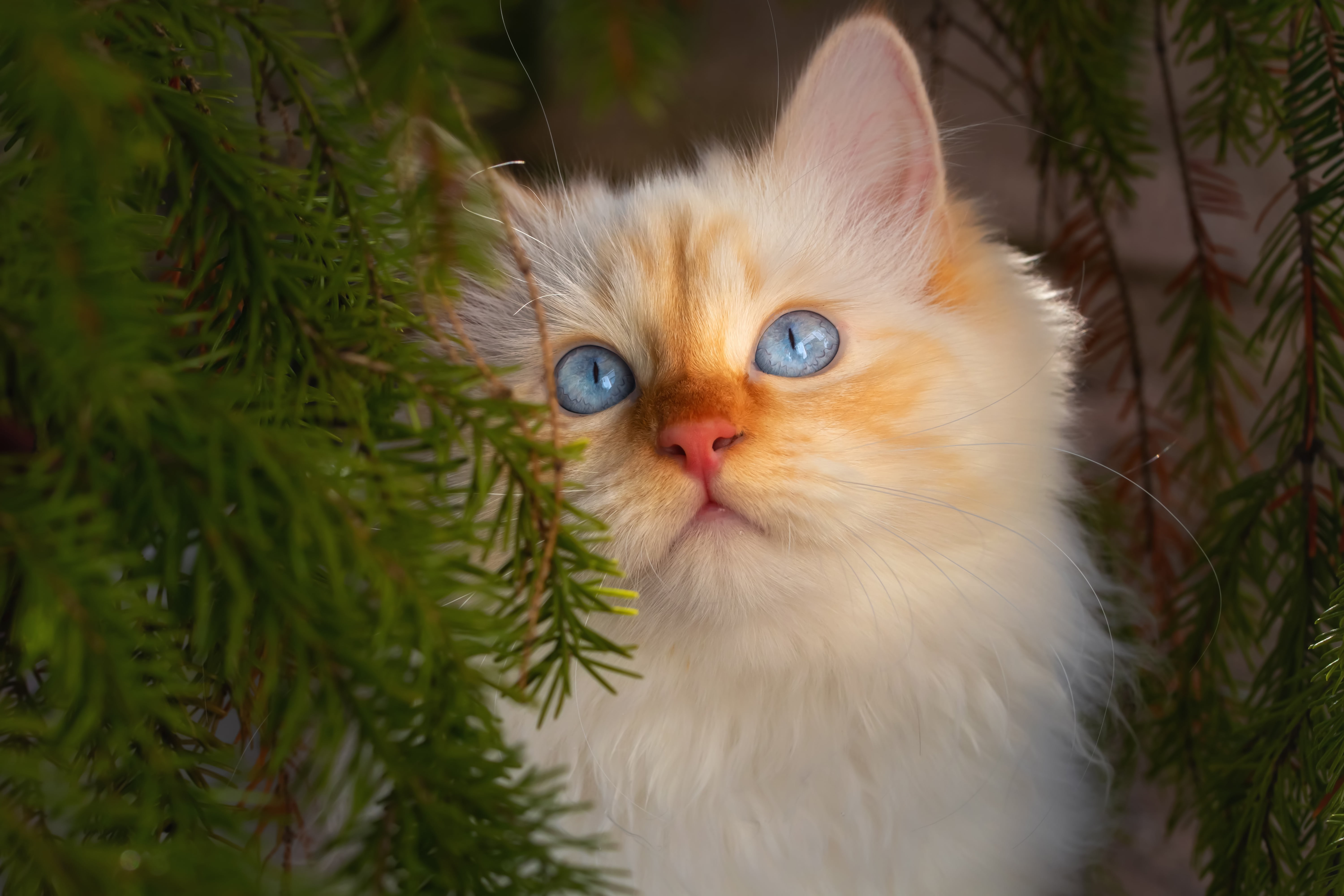 branches, 5K, kitty, cat, portrait, muzzle, blue eyes, needles, HD Wallpaper