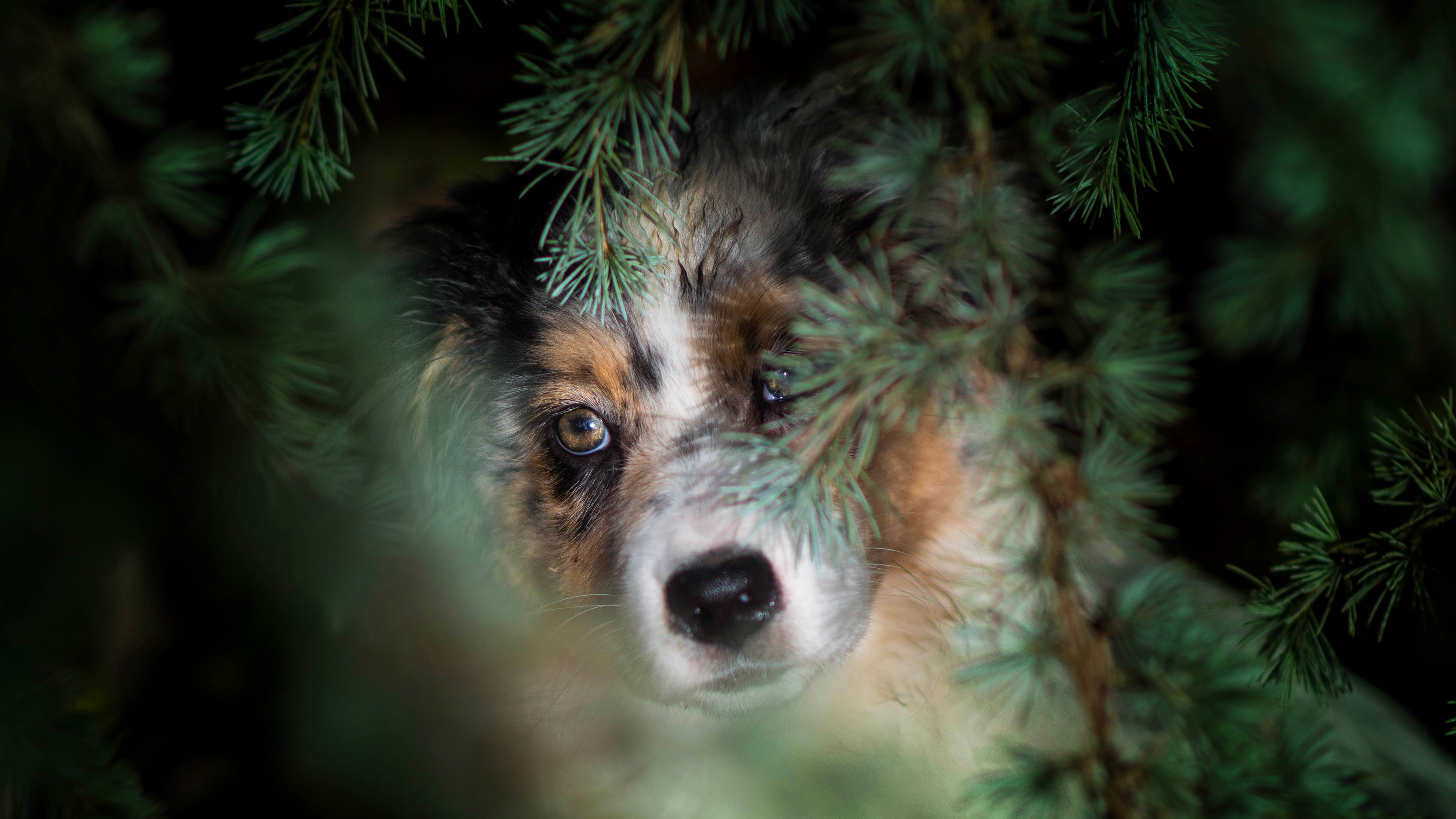 Aussie, eyes, needles, Australian shepherd, face, puppy, 4K, dog, branches, look, forest, portrait, HD Wallpaper