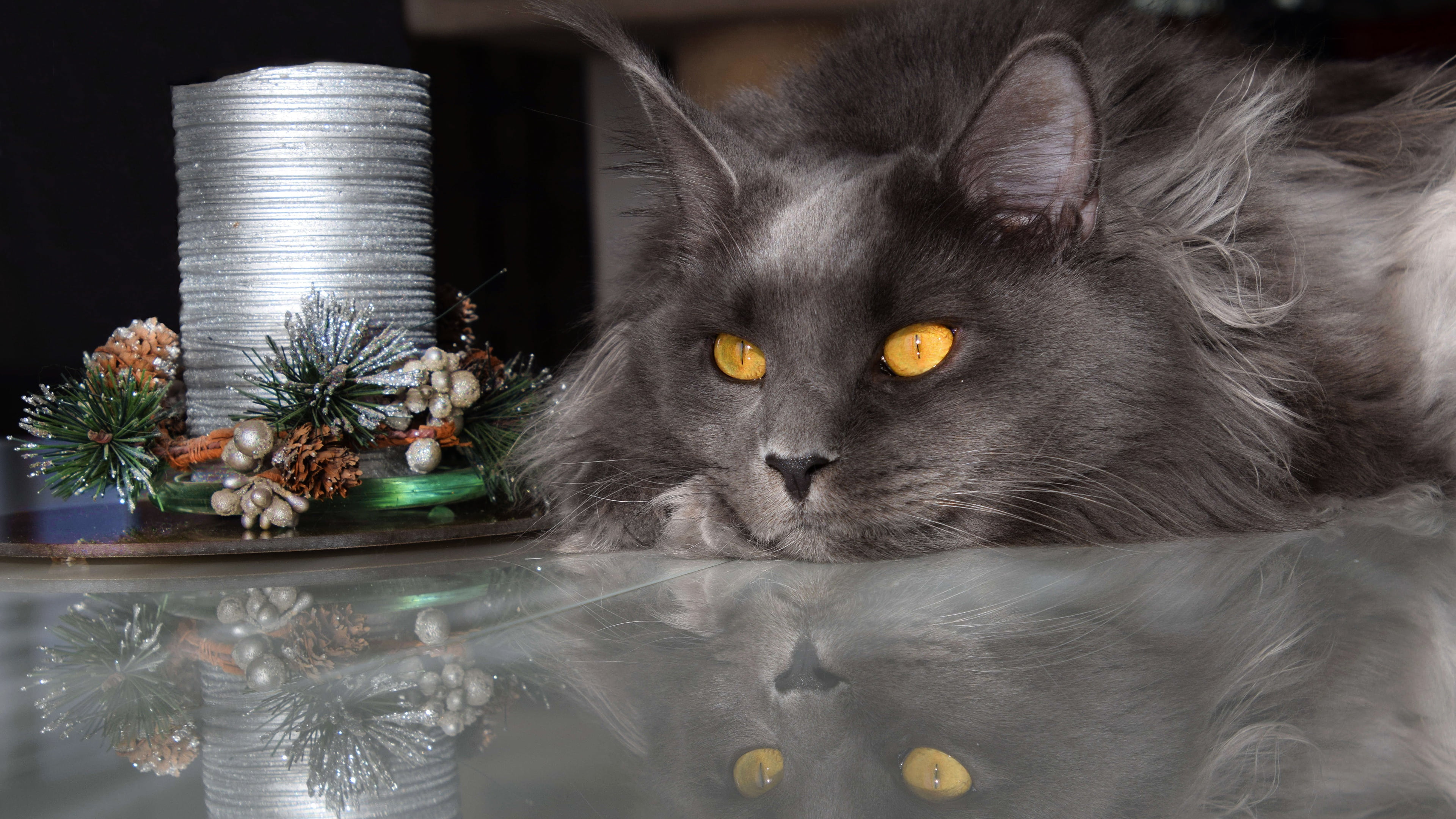 souvenir, bumps, Maine Coon, cat, needles, fluffy, grey, coil, holiday, light, reflection, Christmas, table, portrait, yellow eyes, look, the dark background, HD Wallpaper