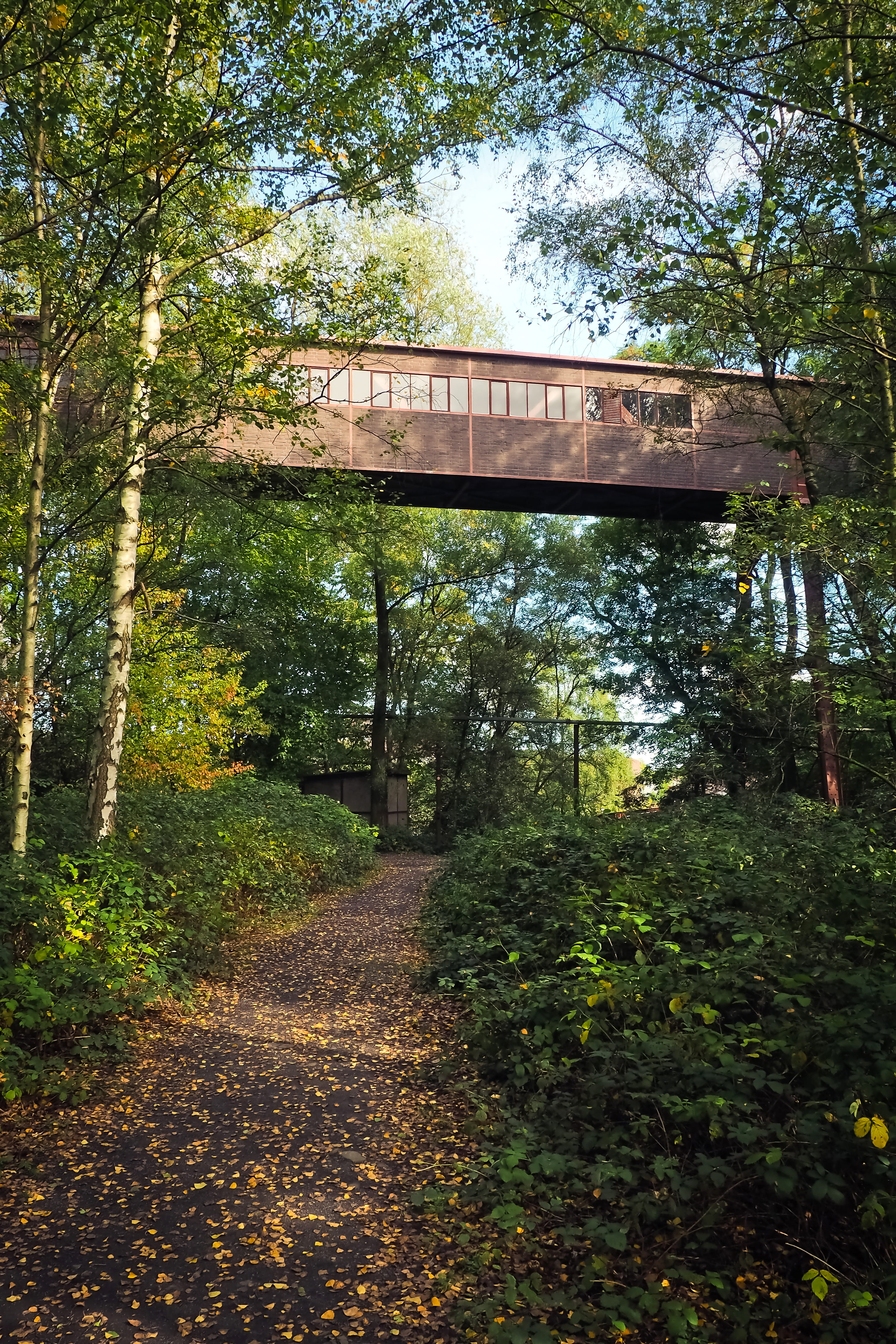 forest, bridge, relax, growth, away, architecture, day, green, idyll, bridge - man made structure, coke, tranquility, built structure, 4K, transportation, Phone HD Wallpaper