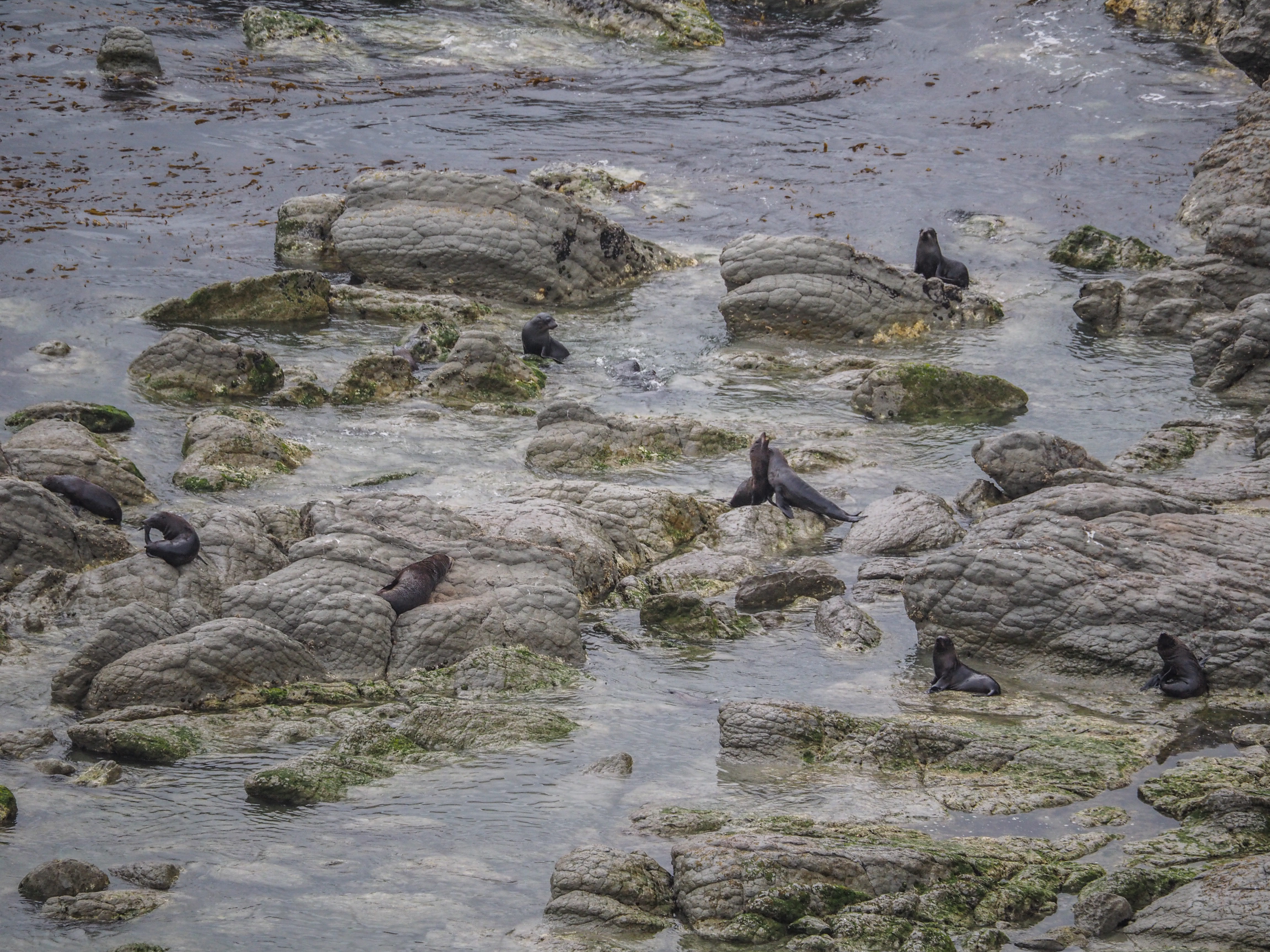 high angle view, real people, mammal, flock, teal, seal haul out, vertebrate, 4K, beauty in nature, plant, otter, land, birds, new zealand, day, nature, HD Wallpaper