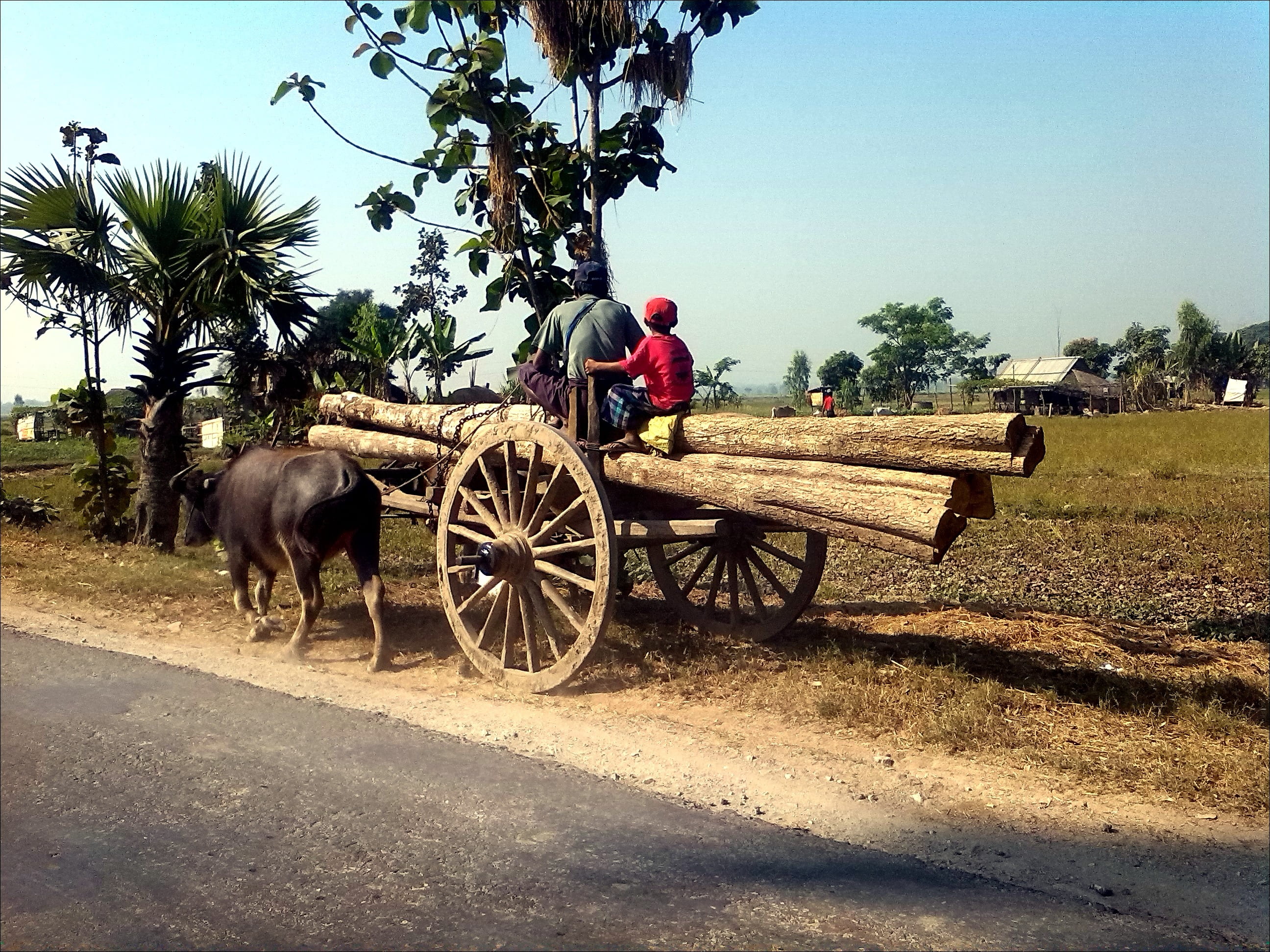 land, 2K, men, one person, pulling, outdoors, domestic animals, real people, person, day, cart, mammal, hauling, one animal, work, vertebrate, domestic, HD Wallpaper