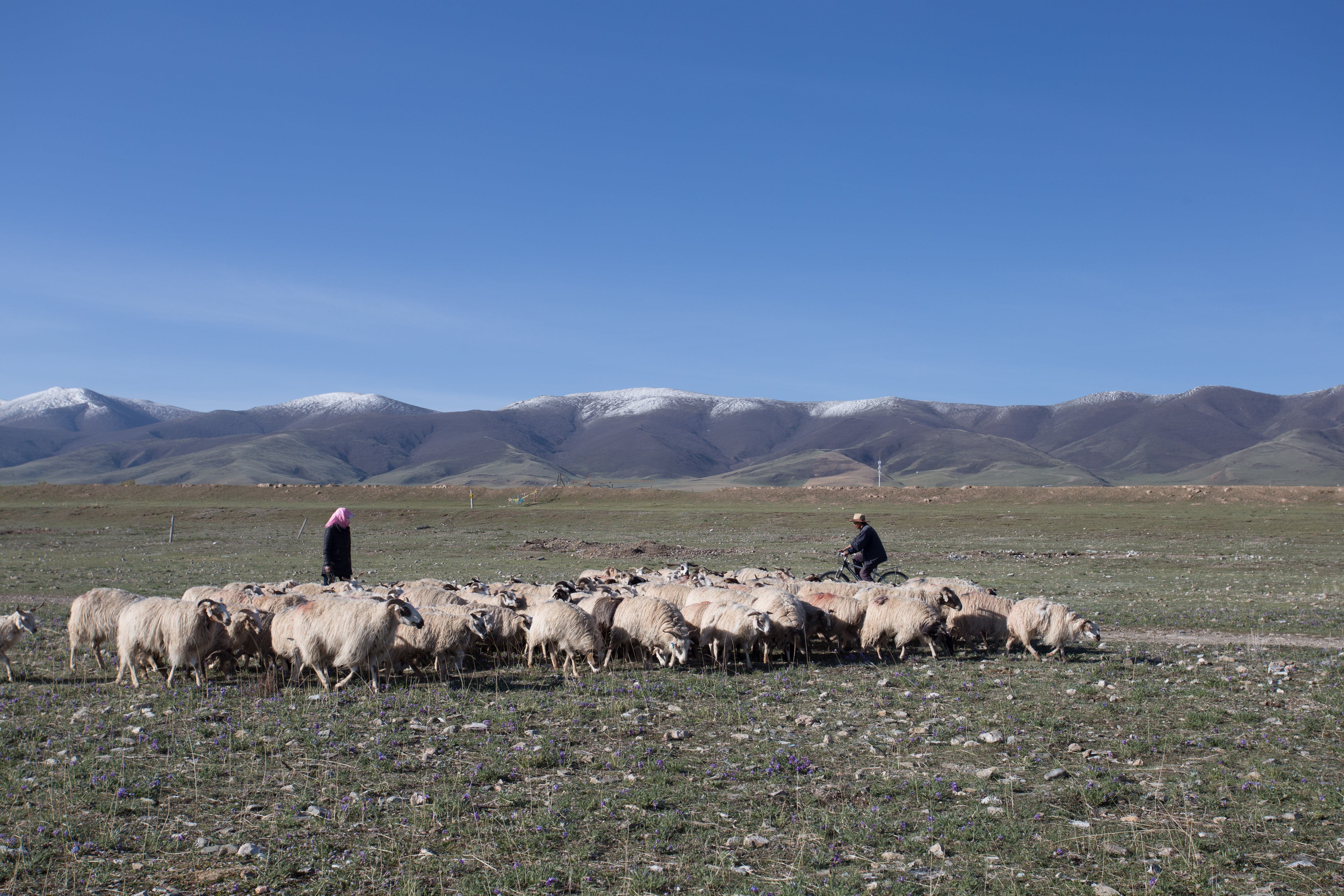 5K, field, mammal, pets, livestock, sky, landscape, mountain, domestic, vertebrate, group of animals, herd, xining, herbivorous, environment, land, animal themes, HD Wallpaper