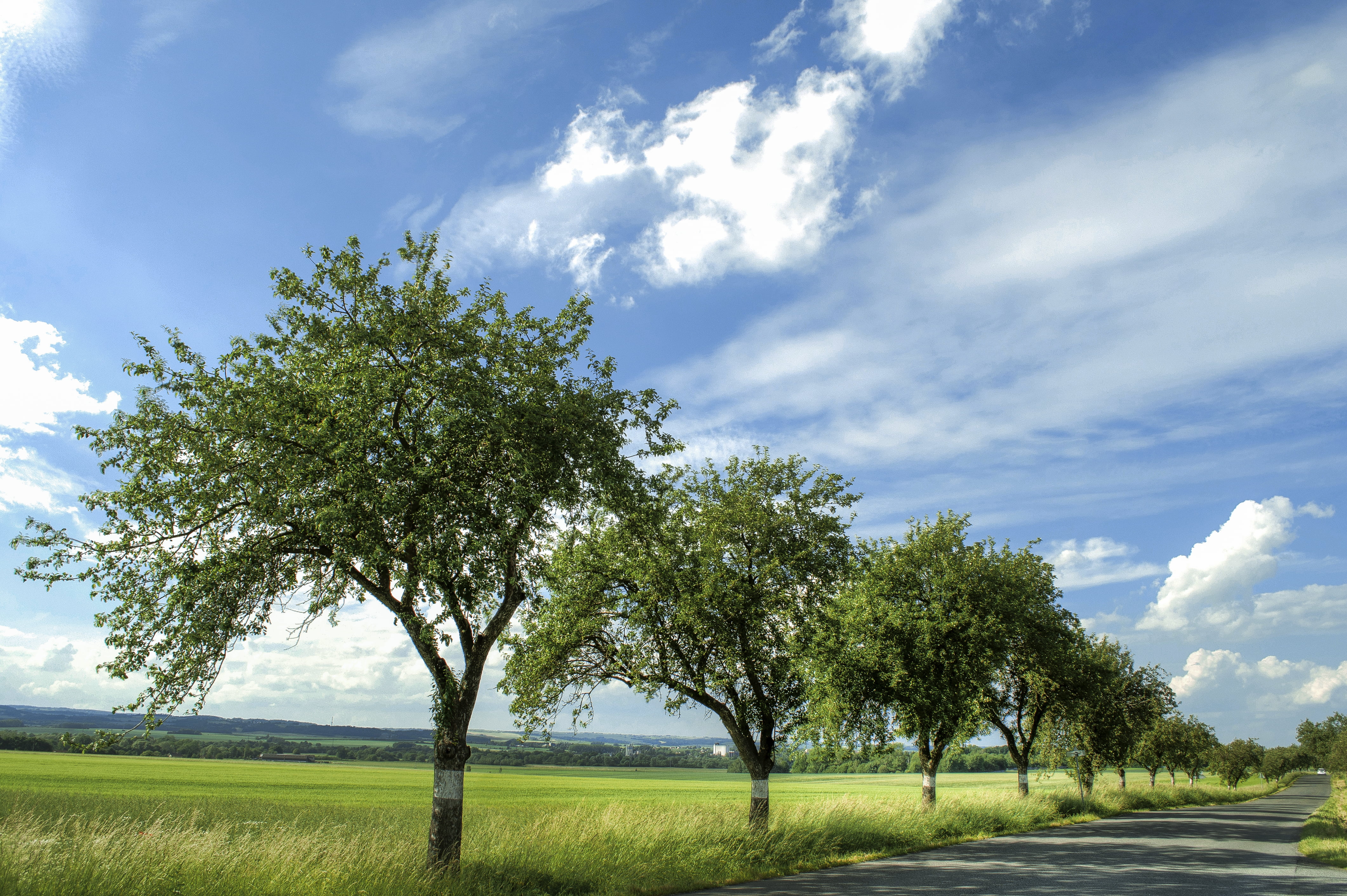 blue, nature, grass, rural Scene, summer, sky, tree, daytime, outdoors, cloud - Sky, trees, landscape, green, 4K, green Color, ostrava, meadow, HD Wallpaper