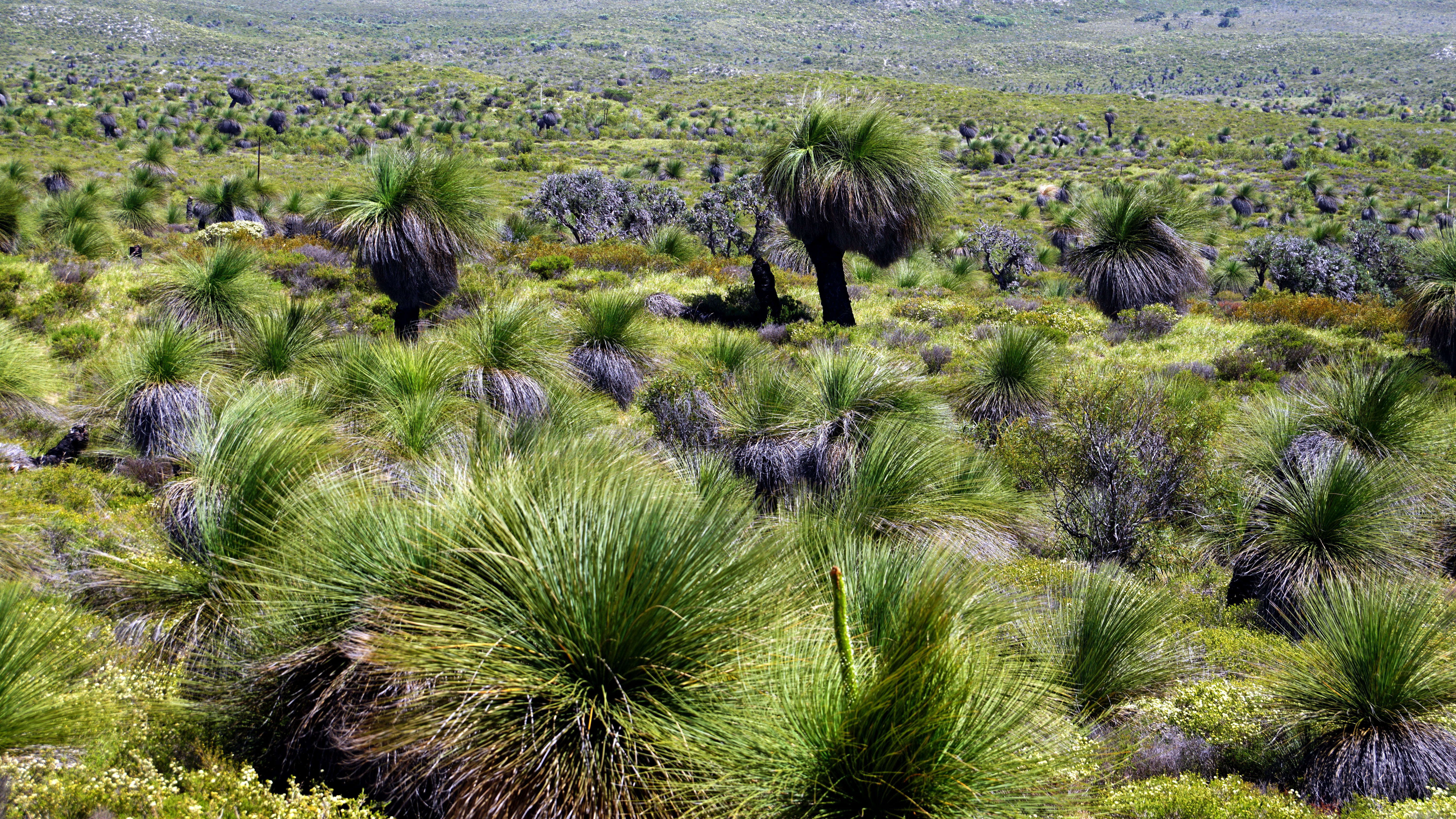 plant, semi-arid, growth, grass trees, cactus, scenics - nature, do not incinerate, slow growth, australia, 5K, agriculture, nature, desert, green color, HD Wallpaper