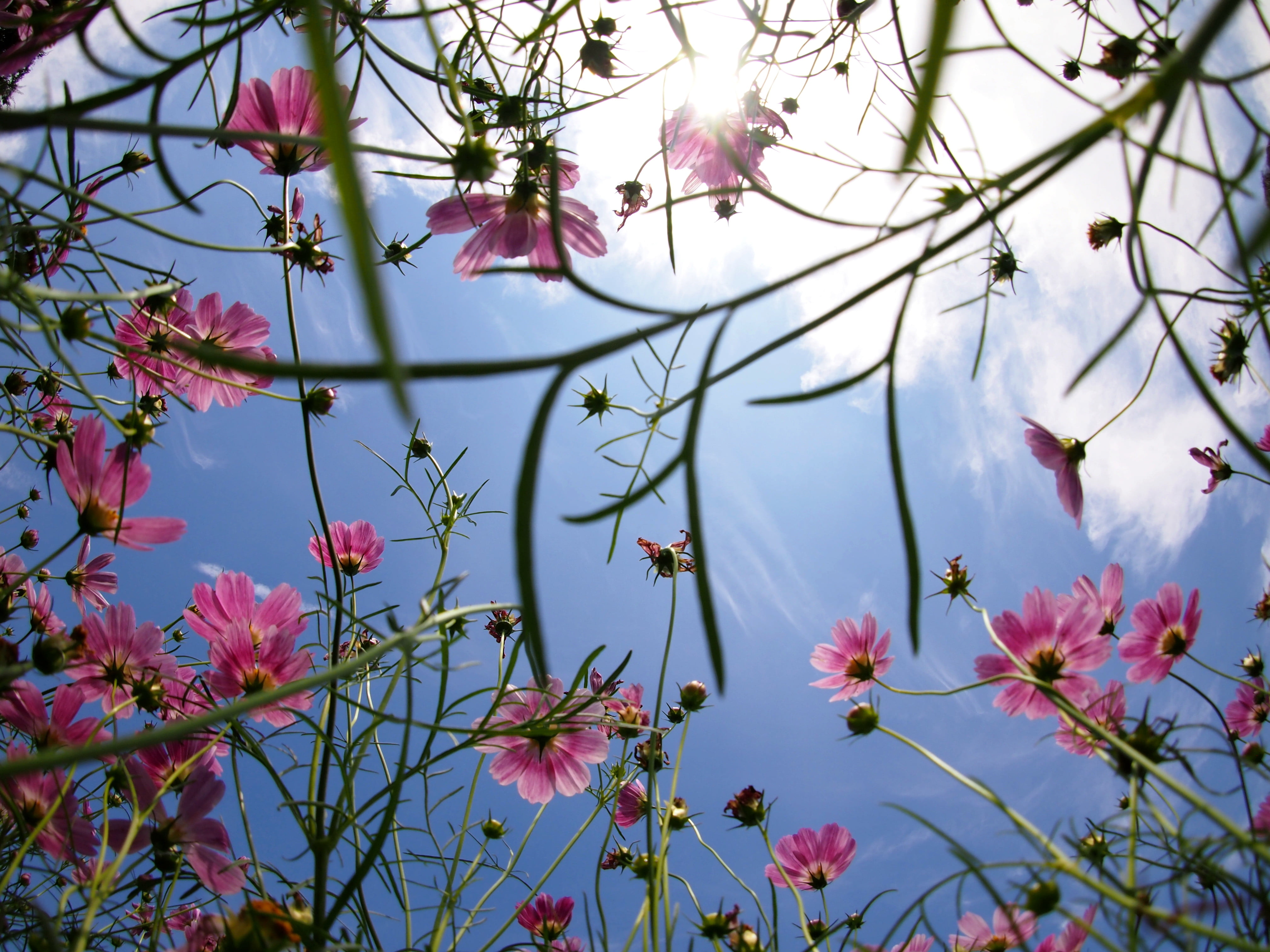 photography, pink Color, nature, springtime, outdoors, plant, worms, 9mm, white, flower, BCL, eye, Fisheye, white  flower, F8.0, Cosmos, tree, 4K, Azure, HD Wallpaper