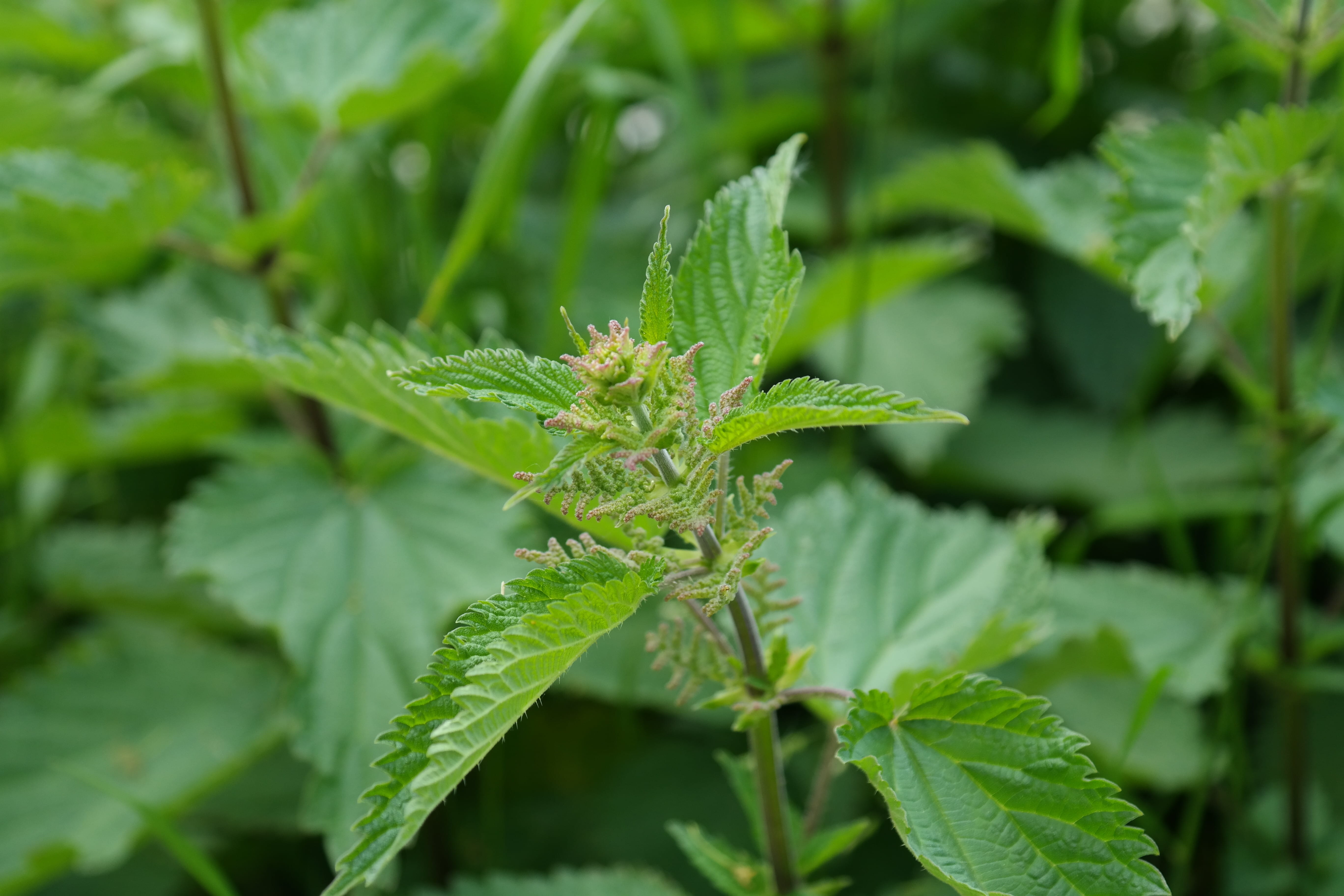 burn, beauty in nature, faserpflanze, no people, plant, urtica, outdoors, burning hair, weed, green color, growth, day, stinging nettle plant, animals in the wild, HD Wallpaper