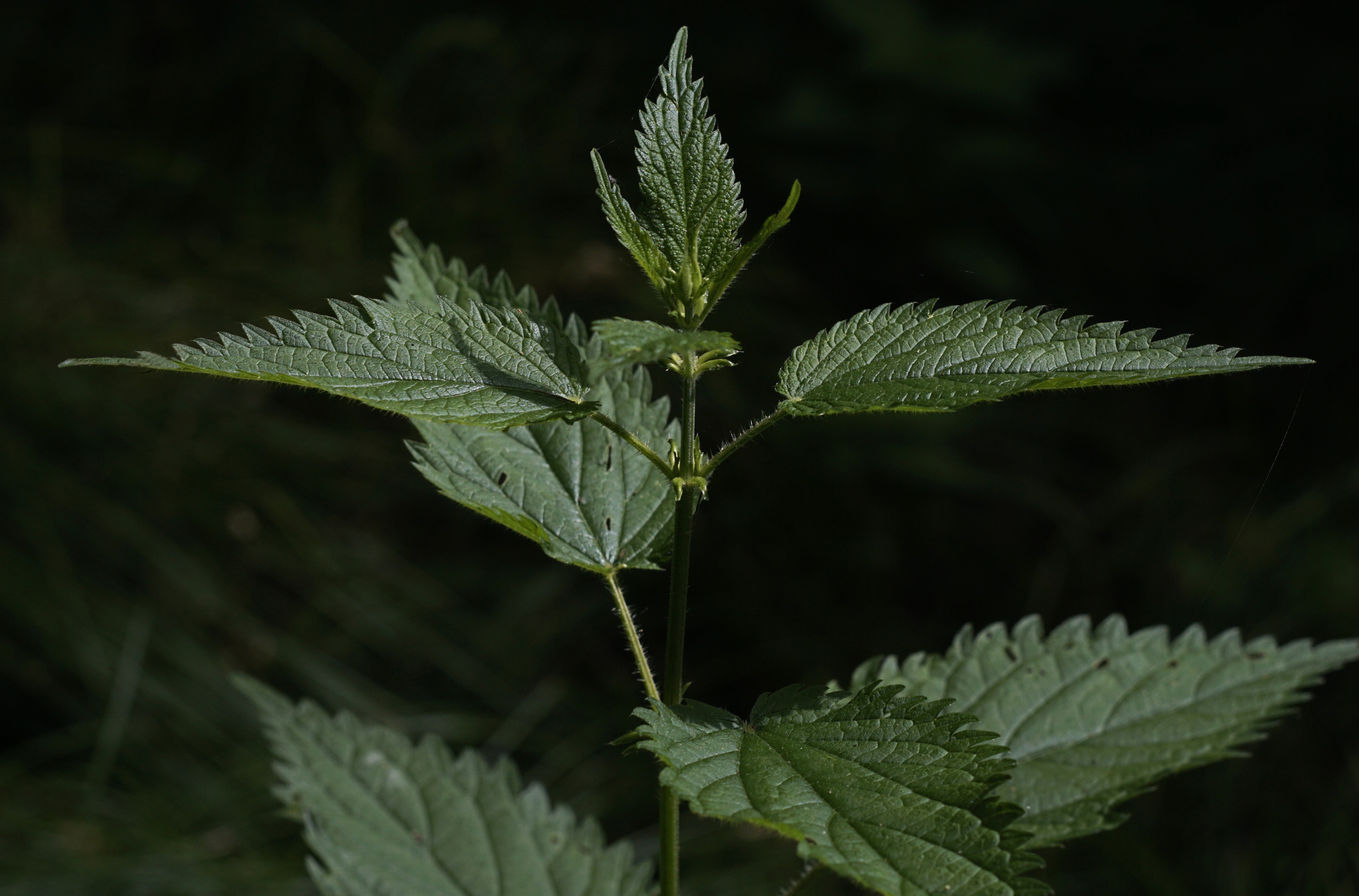 growth, beauty in nature, a medicinal plant, leaf, outdoors, focus on foreground, flower, freshness, urtica, medicine, food, plant, herbal medicine, agriculture, HD Wallpaper