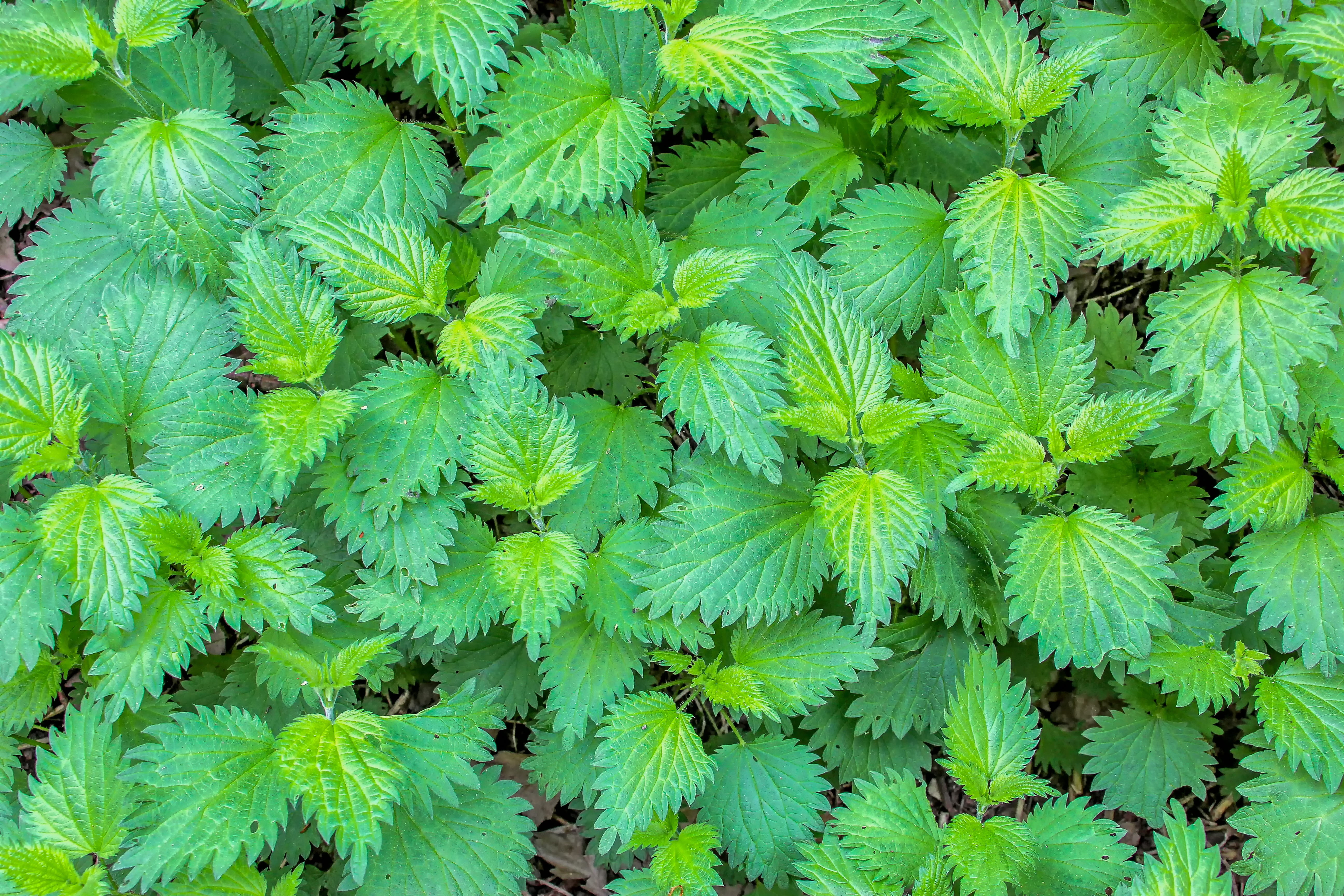 stinging nettle, green, herbs, plant, large group of objects, freshness, 5K, plants, leaf, high angle view, daytime, plant part, lush foliage, full frame, HD Wallpaper