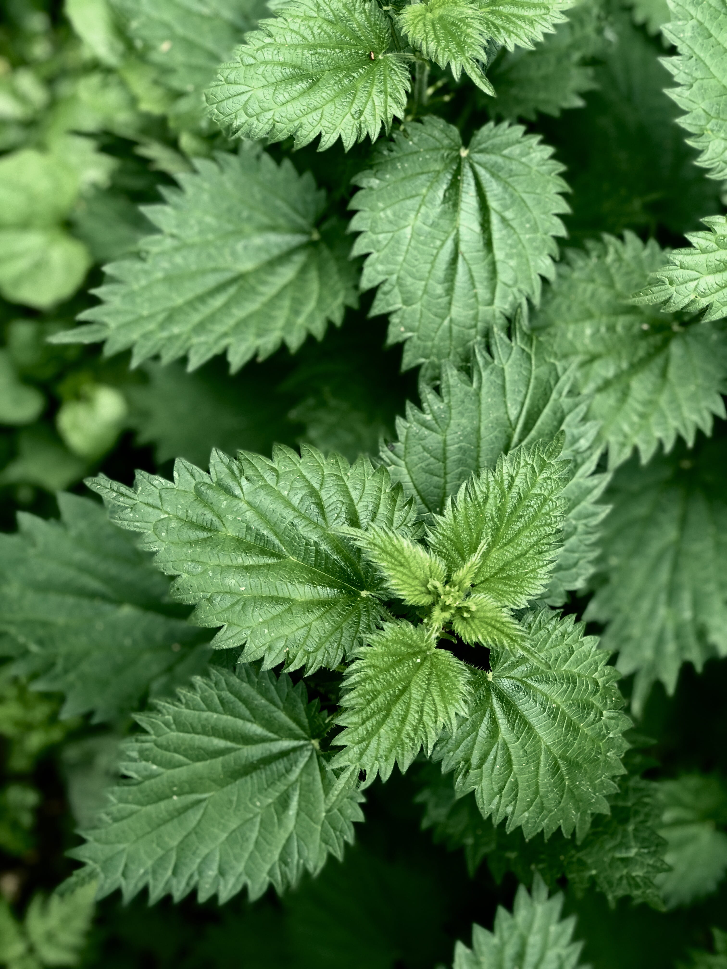 focus on foreground, no people, stinging, natural, plant part, beauty in nature, natural pattern, green color, nature, growth, selective focus, freshness, Phone HD Wallpaper