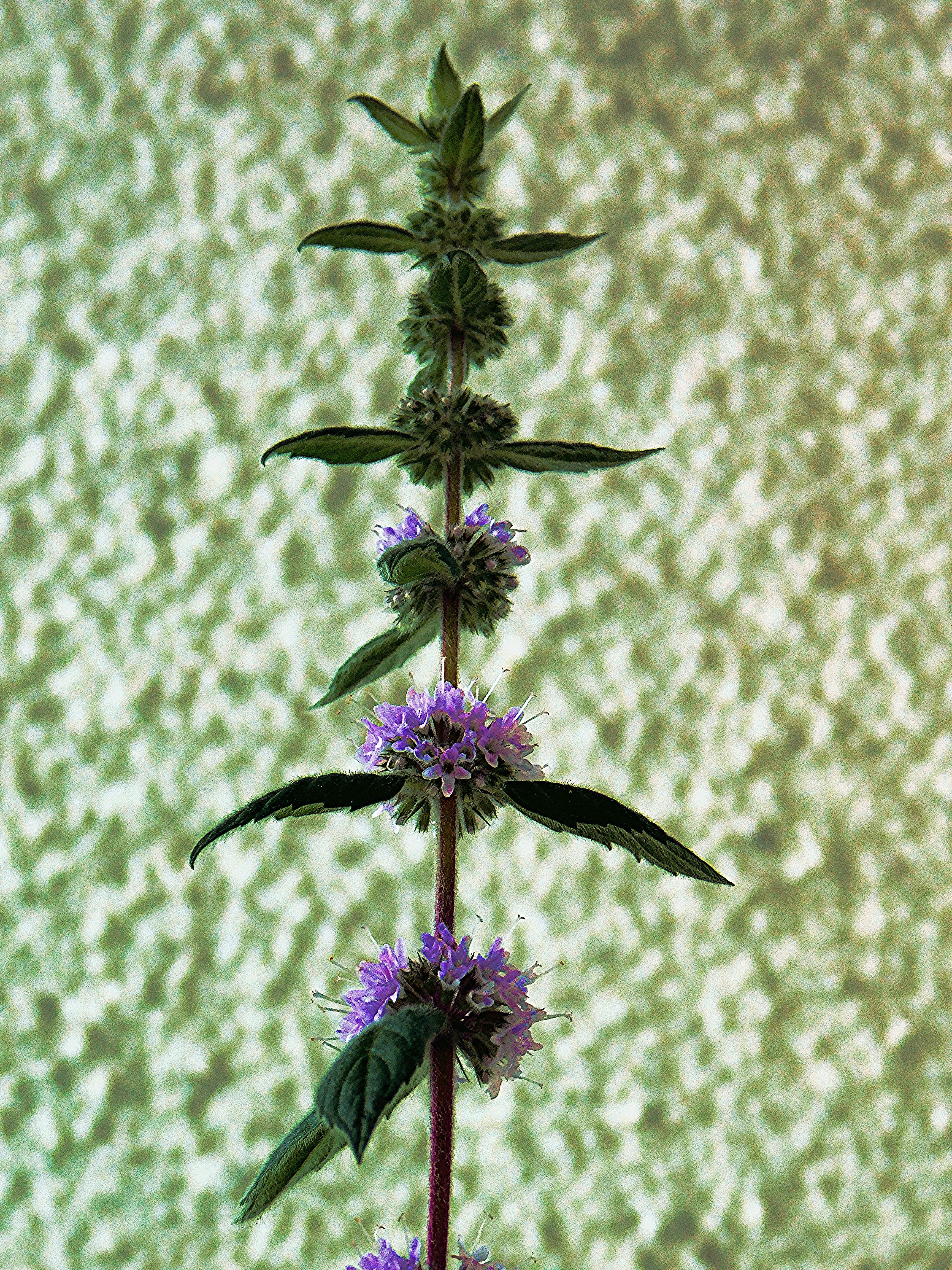 purple, petal, flower head, flower, outdoors, stinging nettle, botany, fragility, pollen, inflorescence, plant stem, flowering plant, no people, 4K, nature, Phone HD Wallpaper