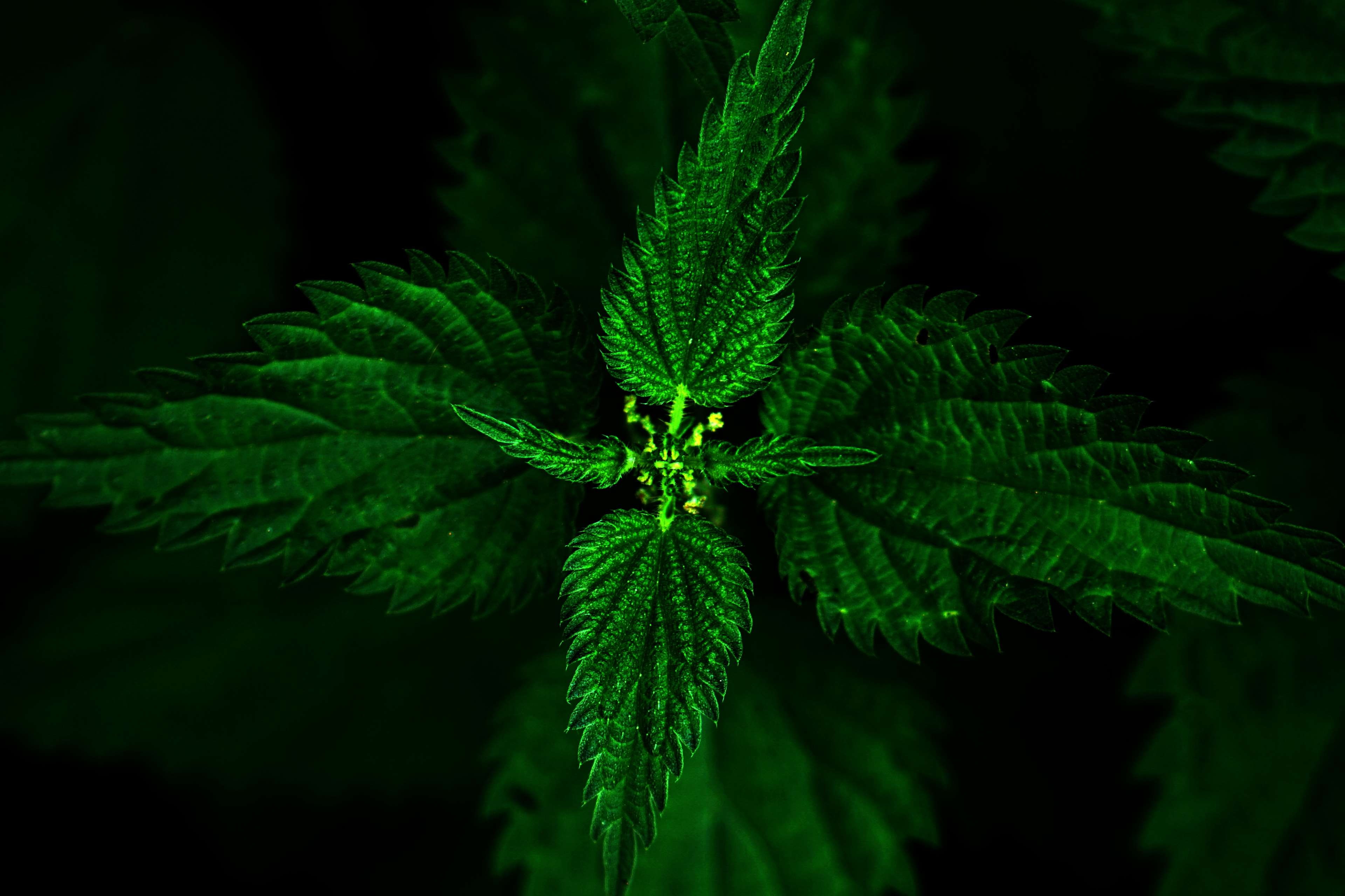 flower, macro, outdoors, night, green, selective focus, on the ground, background, no people, close-up, focus on foreground, black background, fragility, HD Wallpaper