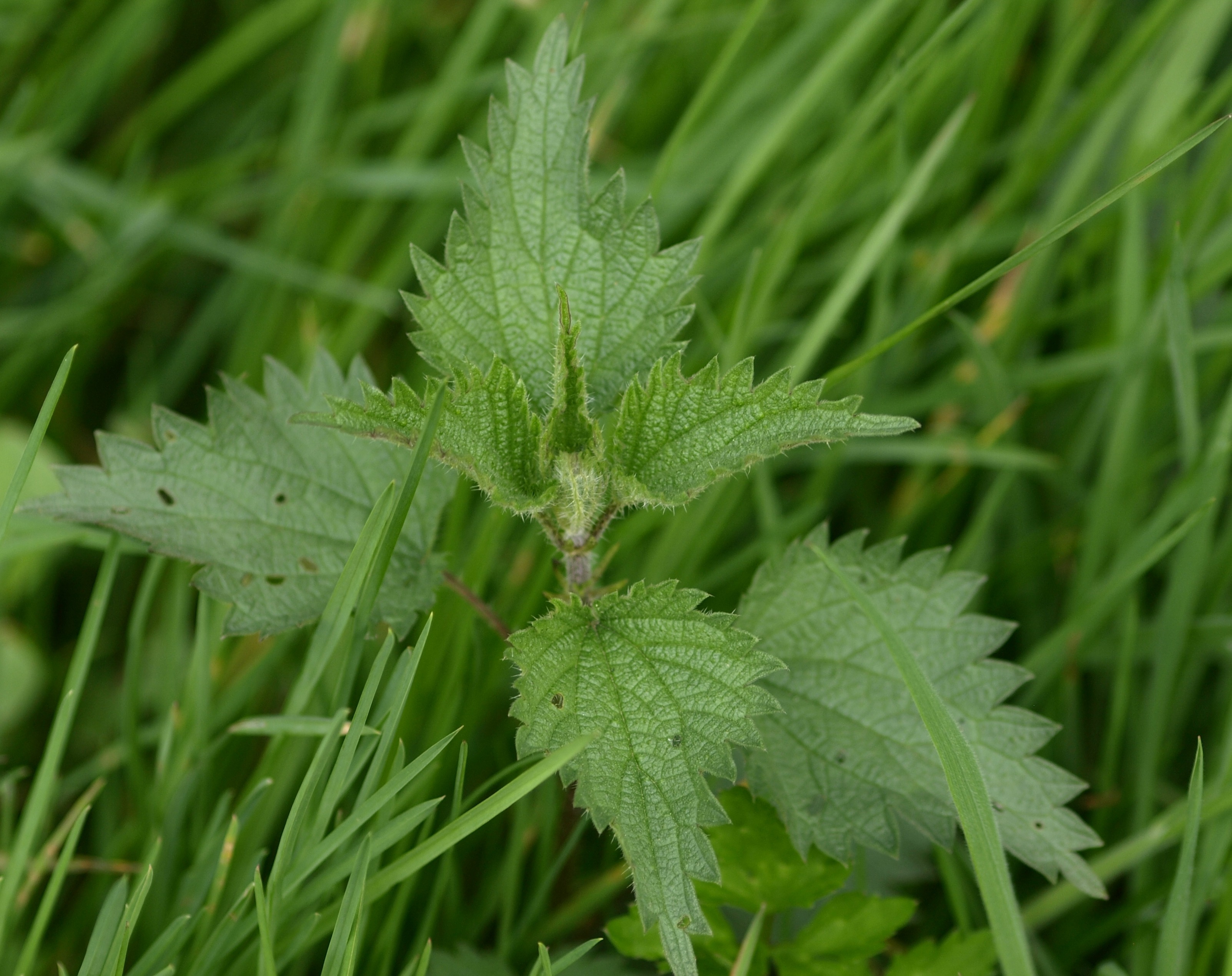 freshness, green color, drop, focus on foreground, dew, plant part, water, blade of grass, burning hair, close-up, wet, field, plant, herb, day, stinging nettle, HD Wallpaper