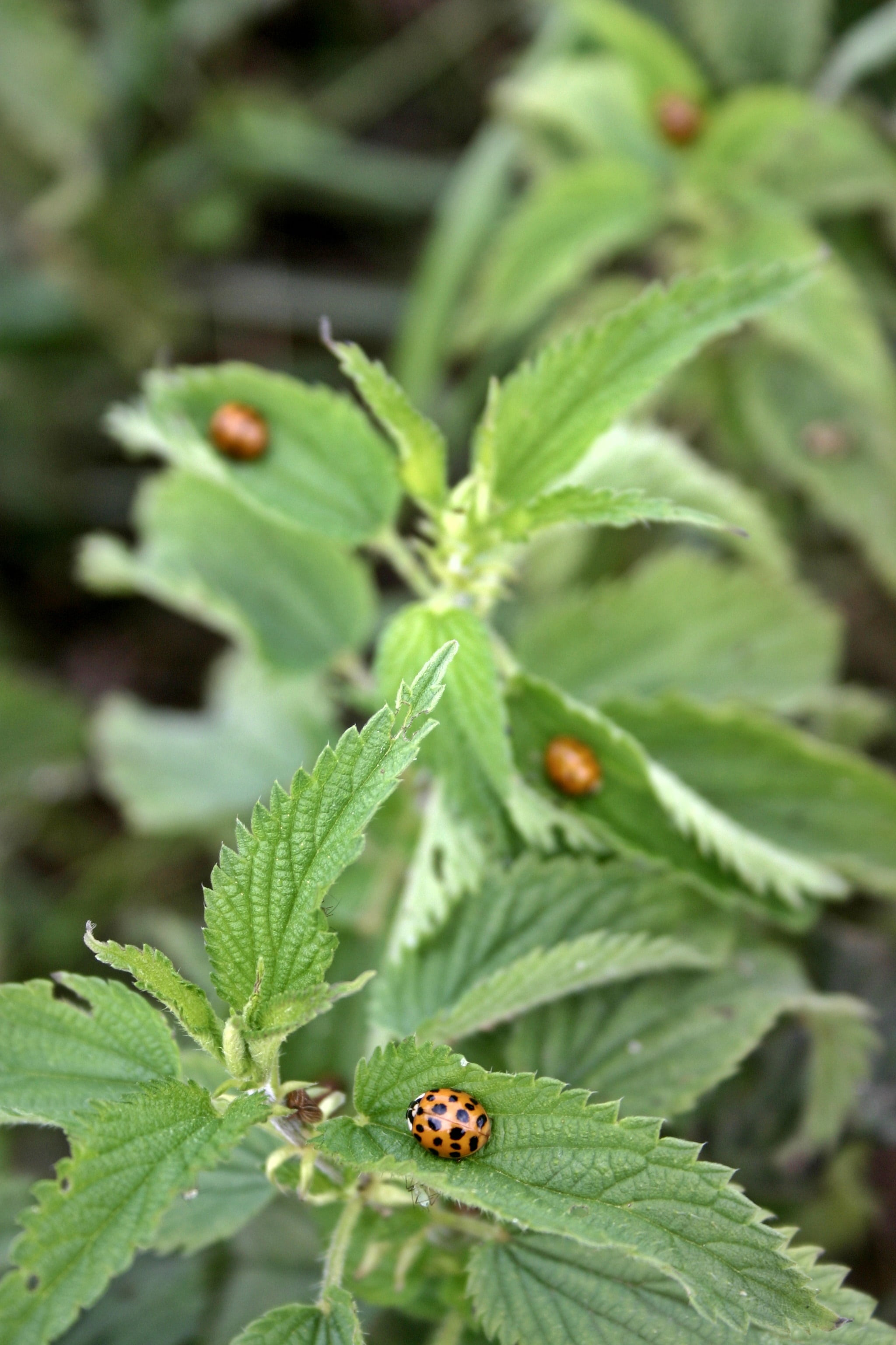 2K, no people, outdoors, invertebrate, orange, leaf, insect, coccinellidae, plant, animal wildlife, nettle leaves, growth, points, animal, spotted, ladybug, Phone HD Wallpaper