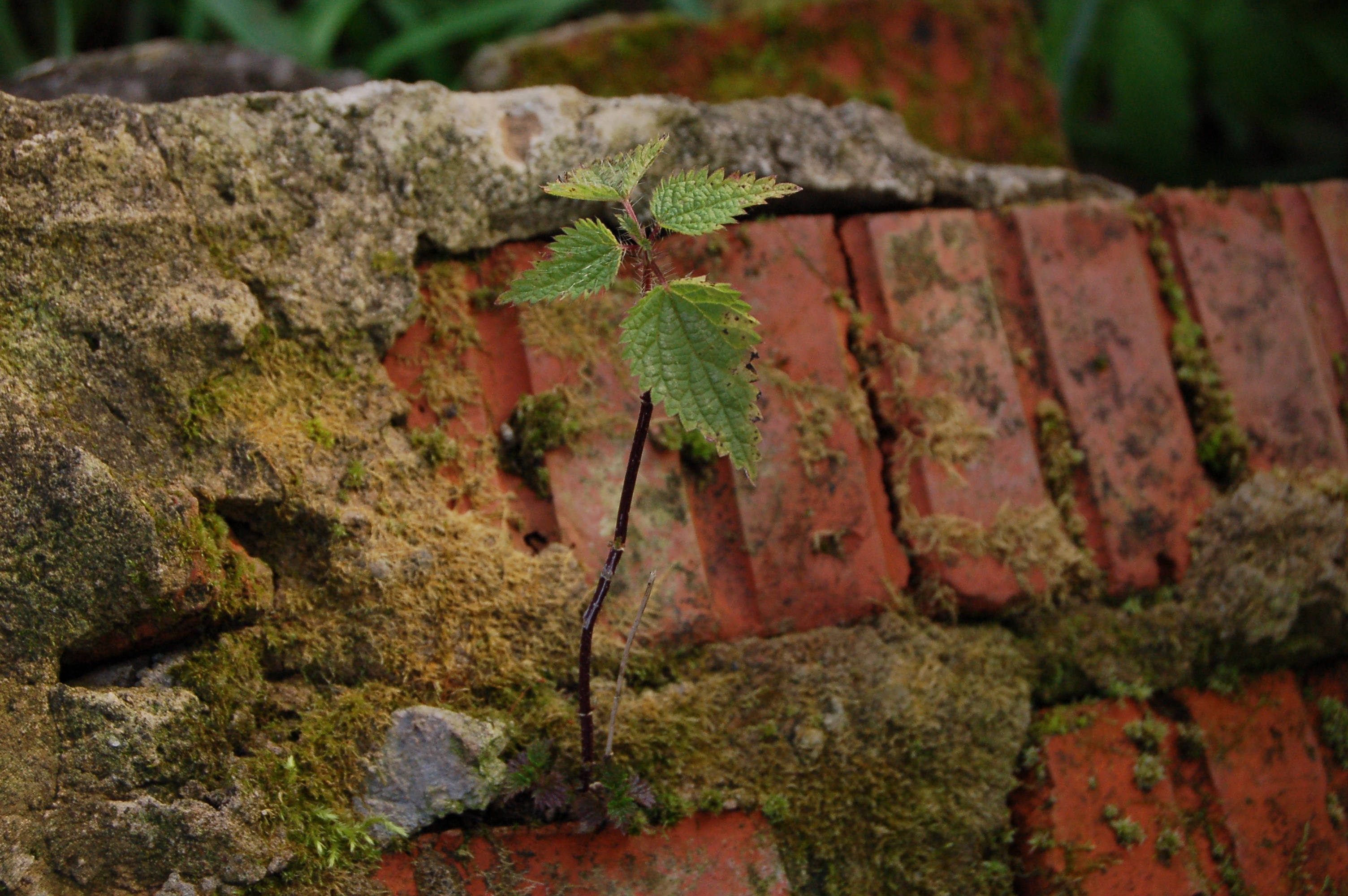 leaves, 2K, solid, plant part, green color, nettle, textured, beauty in nature, lichen, plant, selective focus, brick, focus on foreground, nature, outdoors, HD Wallpaper