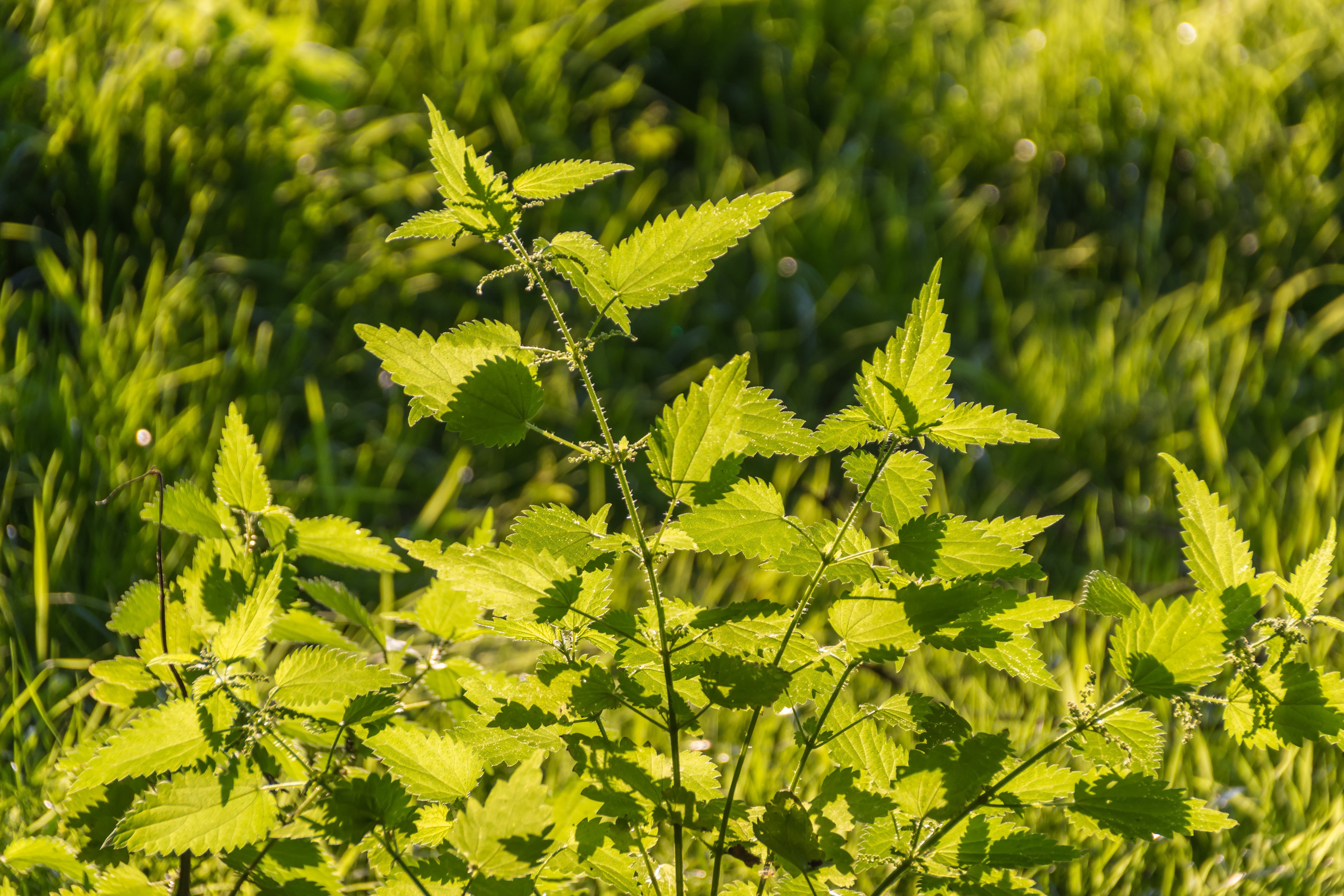 close-up, sunlight, 5K, day, leaves, no people, green color, field, plant, back light, tranquility, herb, nature, nettles, foliage, stinging nettle, growth, HD Wallpaper