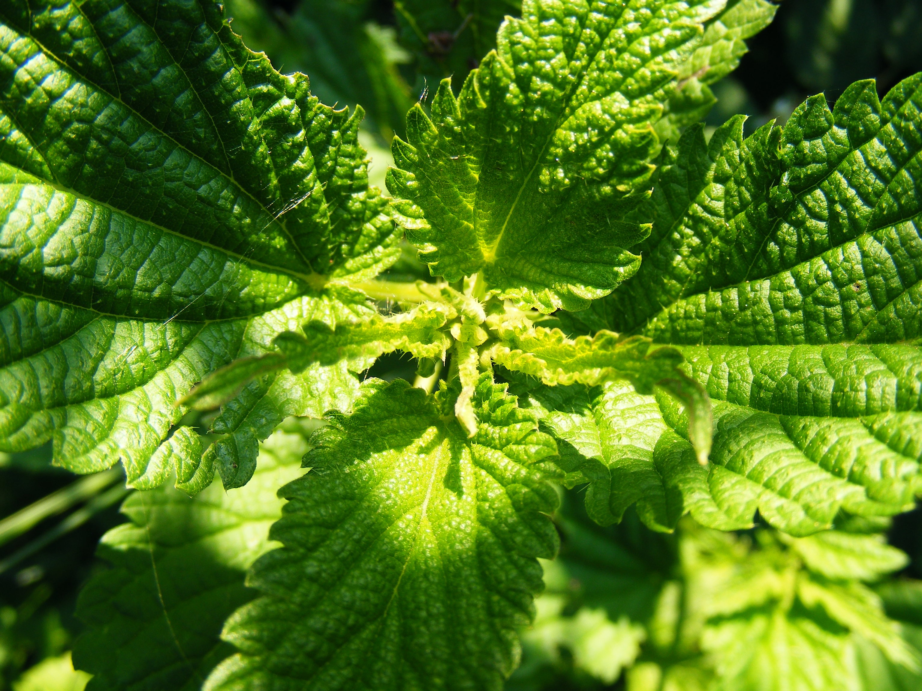 leaf, urtica, selective focus, day, serotonin, sunlight, beauty in nature, plants, no people, backgrounds, close-up, growth, 2K, plant, acetylcholine, HD Wallpaper