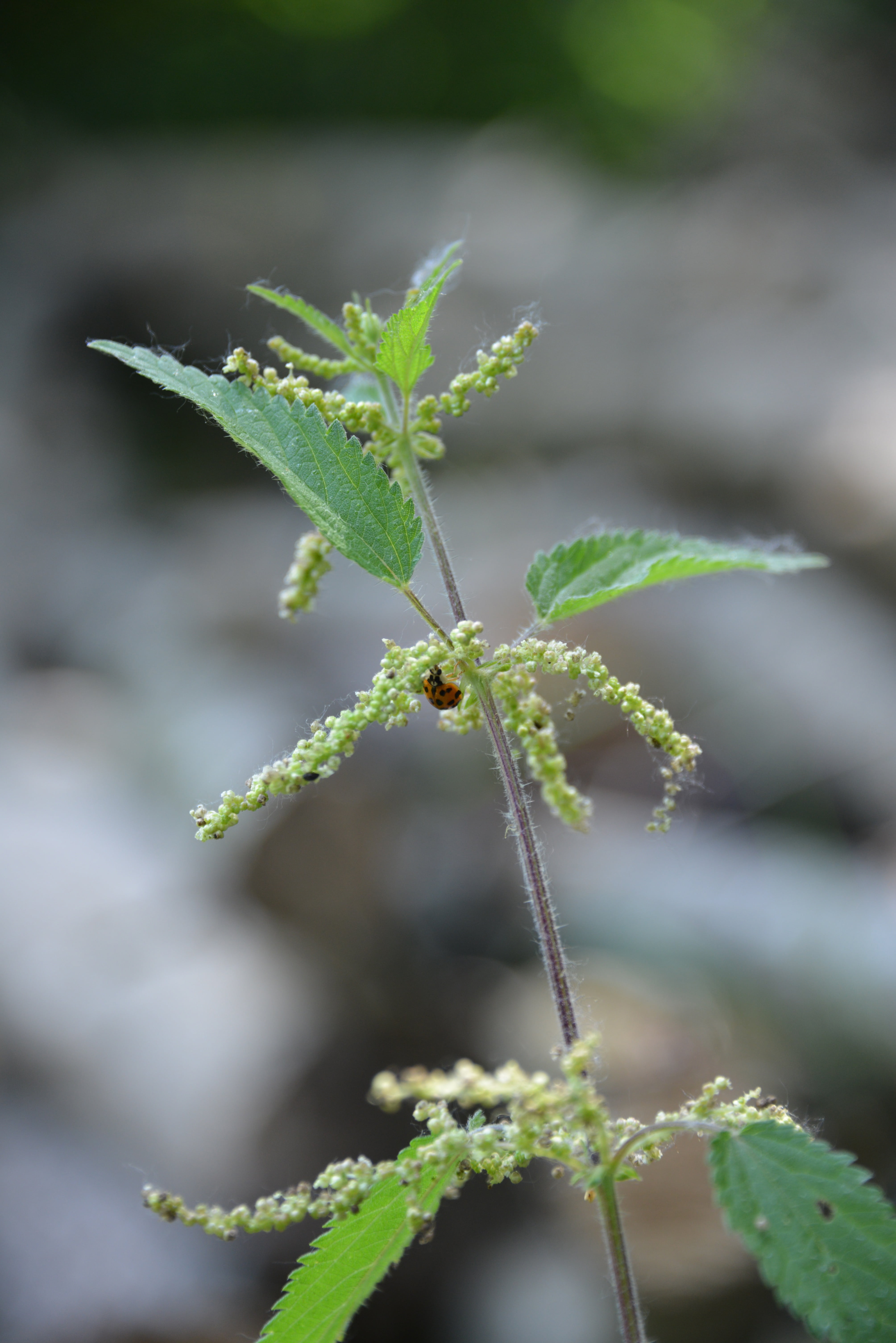 day, selective focus, flora, nature, urtica urens, focus on foreground, burning hair, one animal, beauty in nature, wild herb, growth, forest, animal, medicinal herbs, Phone HD Wallpaper