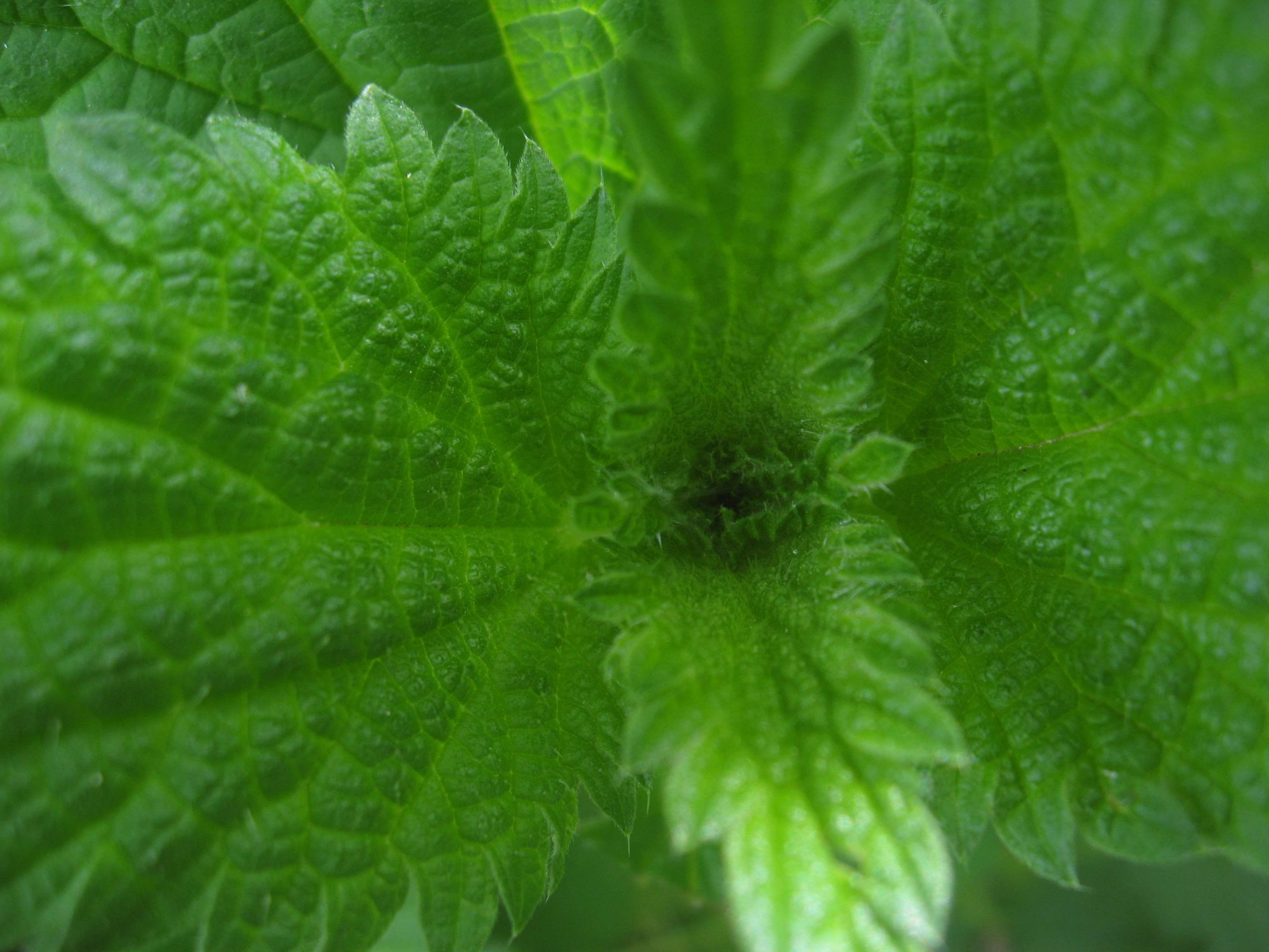 herb, food and drink, vegetable, green color, full frame, day, nature, extreme close-up, gardening, food, leaf, 2K, stinging, no people, nettle, backgrounds, HD Wallpaper
