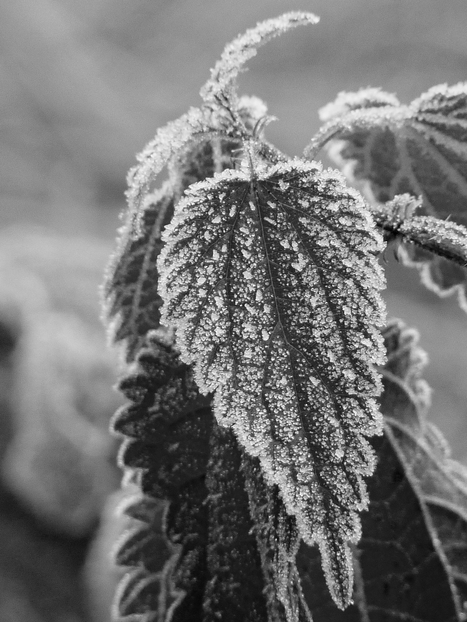 snow, eiskristalle, 1080P, no people, stinging nettle, outdoors, beauty in nature, leaves, leaf, winter, focus on foreground, frozen, cold, hoarfrost, Phone HD Wallpaper