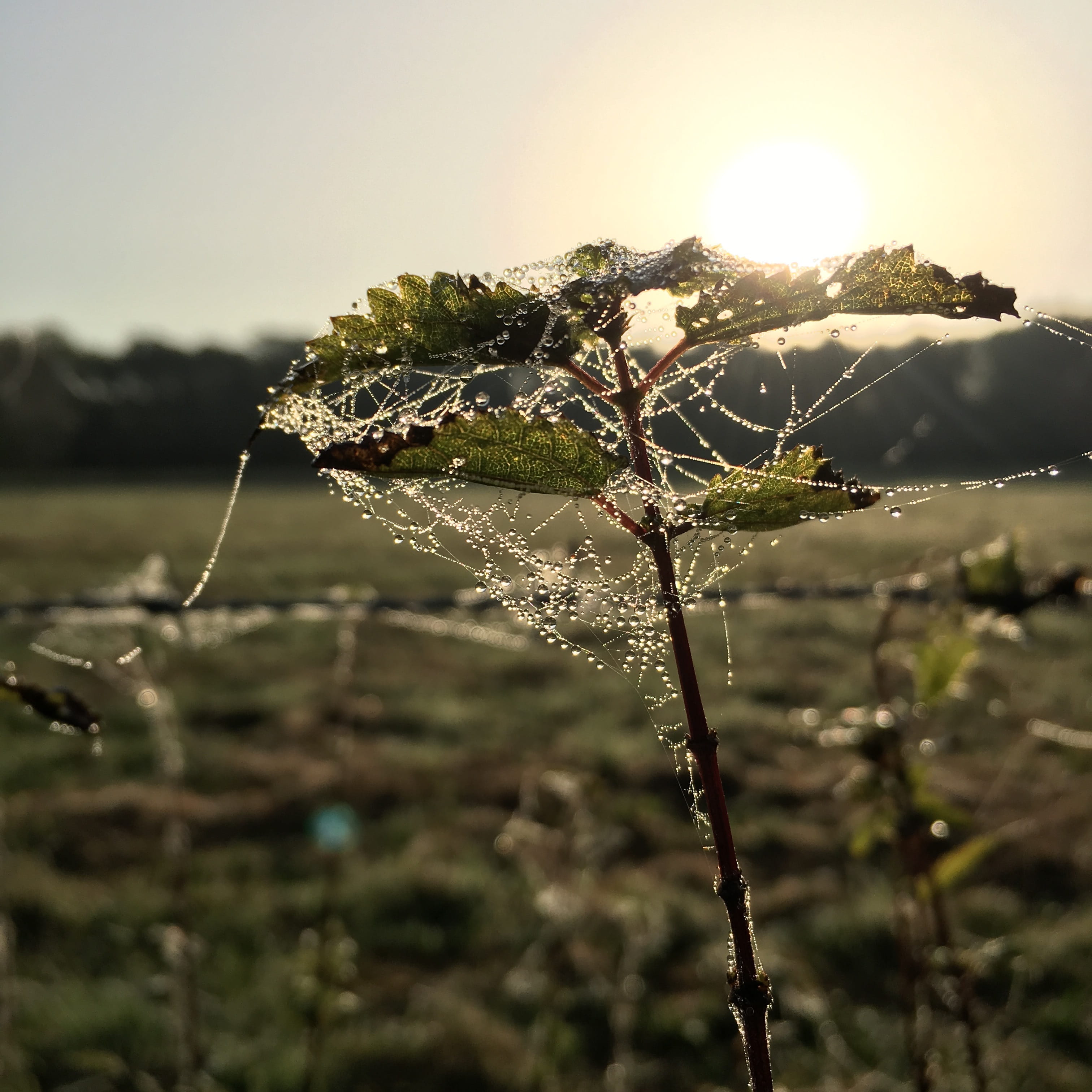 cobweb, drop of water, outdoors, leaf, focus on foreground, growth, spider web, beauty in nature, vulnerability, fragility, close up, drip, spider webs, Phone HD Wallpaper