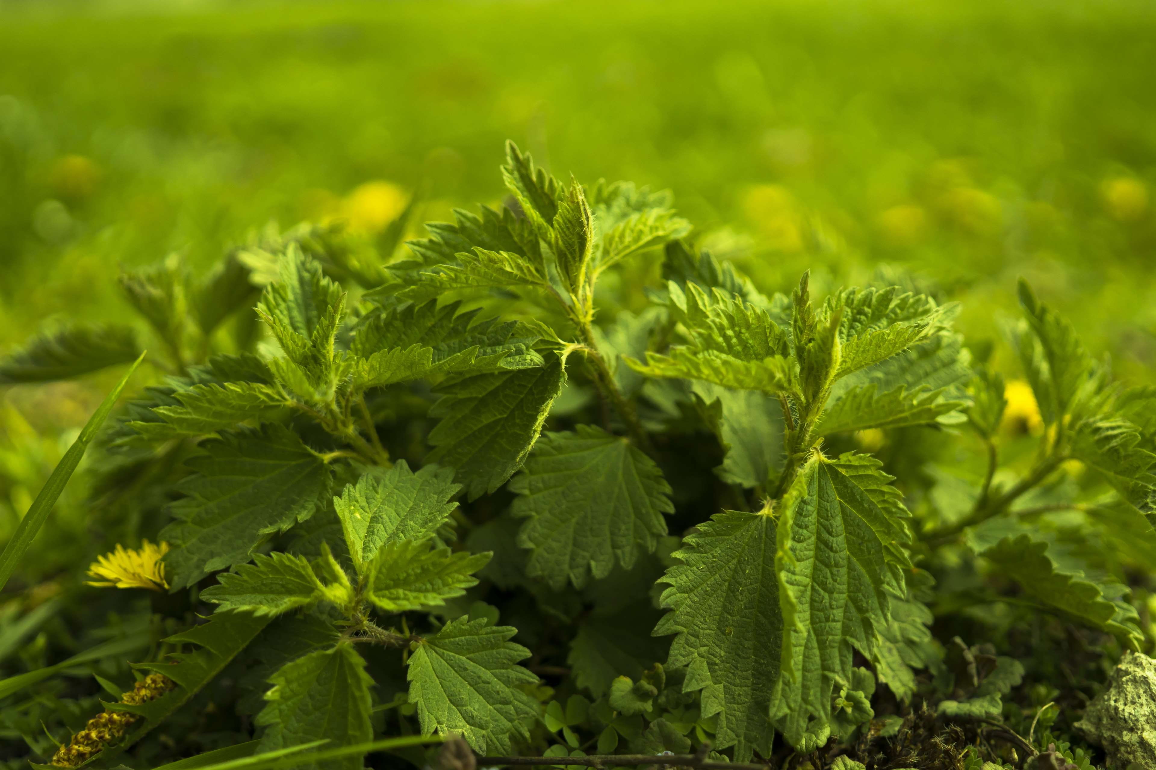 freshness, food, 4K, growth, selective focus, field, leaves, outdoors, stinging nettle, land, nettle, close, small nettle, burn, shades of green, green, HD Wallpaper