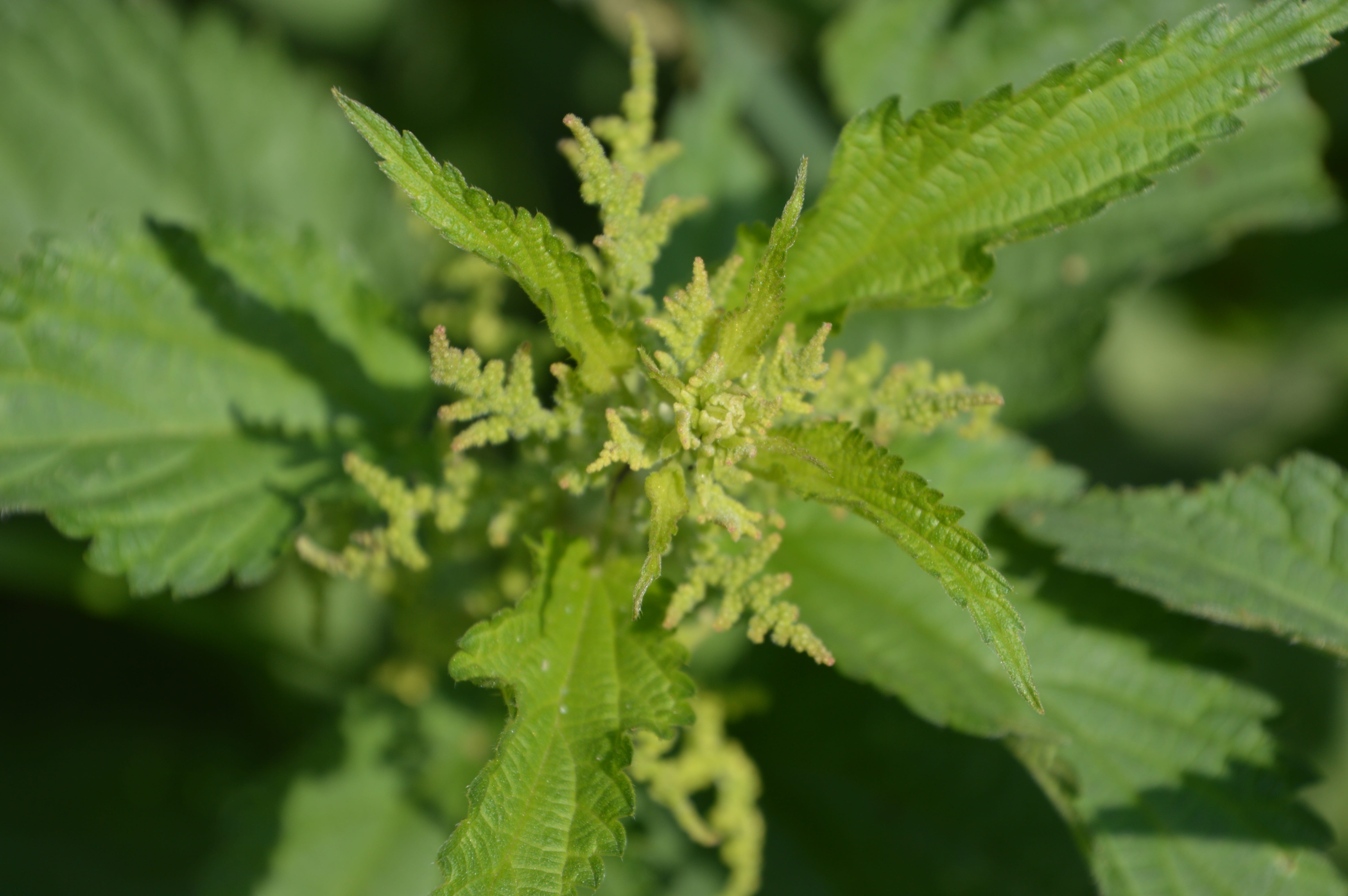plant part, focus on foreground, idyll, food, herb, garden, close-up, 5K, plant, growth, freshness, outdoors, green color, stinging nettle, narcotic, marijuana - herbal cannabis, HD Wallpaper
