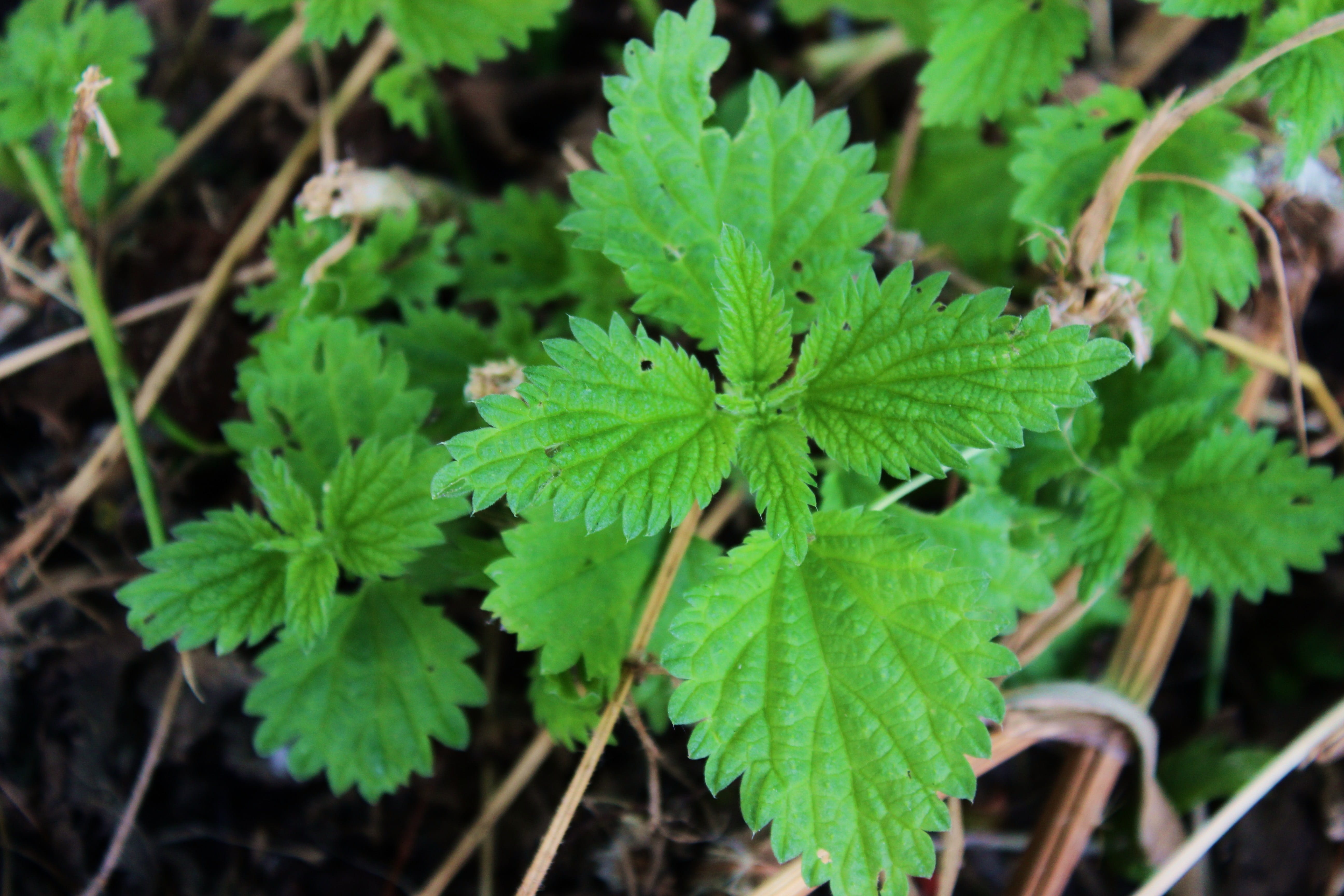 plant part, herb, meadow plant, wild plant, land, stinging nettle, seeds, meadow, burns, close-up, weed, the herbs, 5K, herbal medicine, leaf, herbs, nature, HD Wallpaper