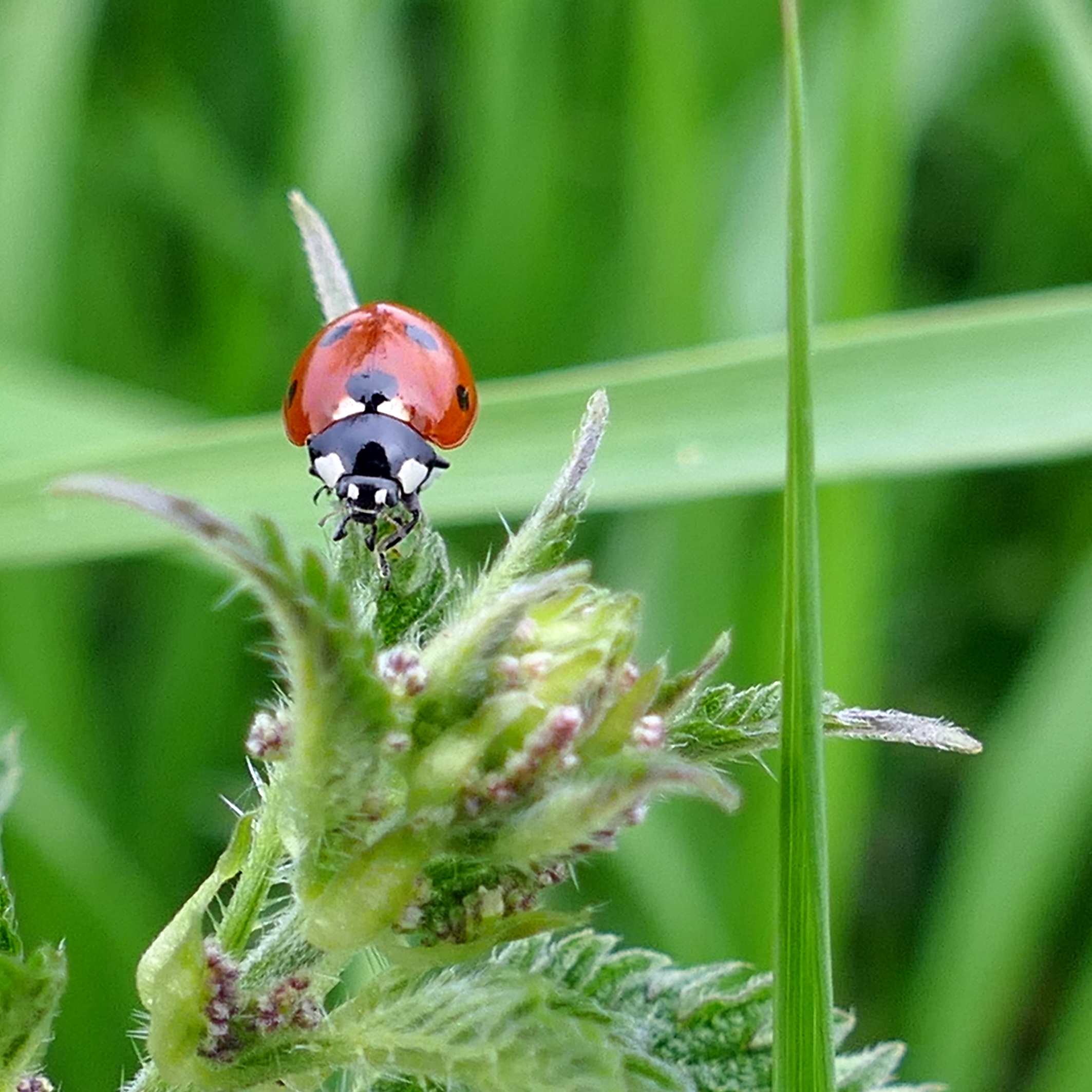 close-up, pollination, beauty in nature, no people, growth, beetle, stinging nettle, animal wildlife, flowering plant, animal themes, invertebrate, 1080P, Phone HD Wallpaper
