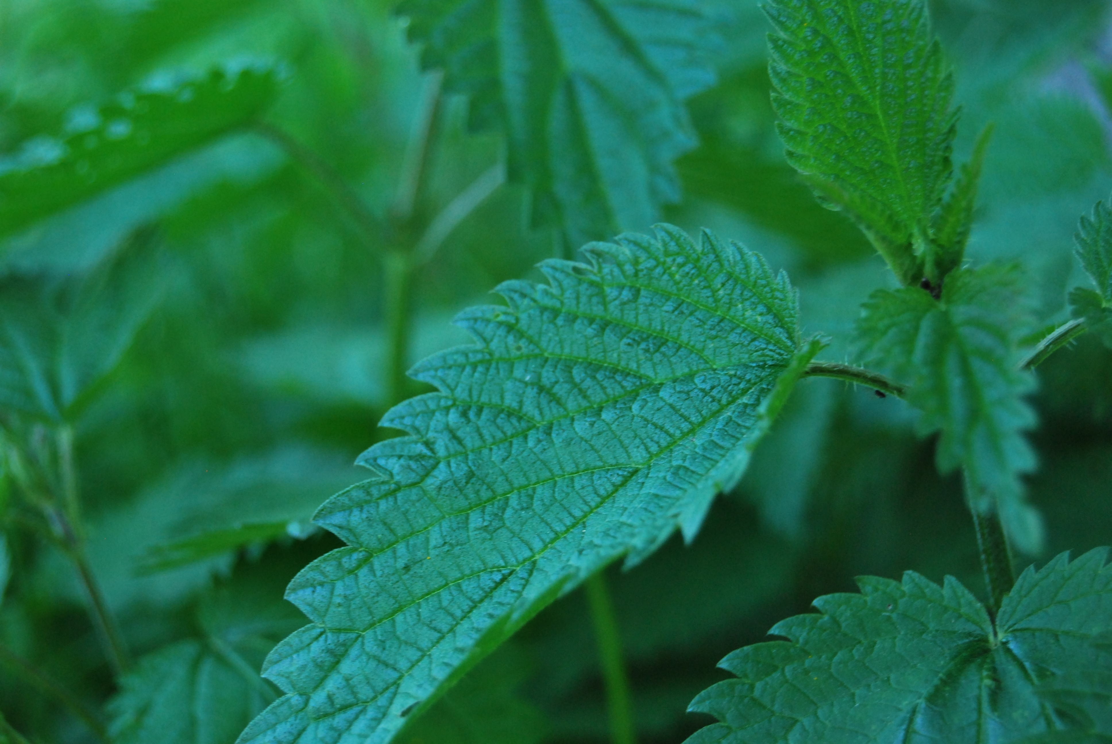 leaf vein, green, close-up, nature, day, freshness, plant part, outdoors, plant, backgrounds, herb, full frame, selective focus, leaves, leaf, green color, HD Wallpaper