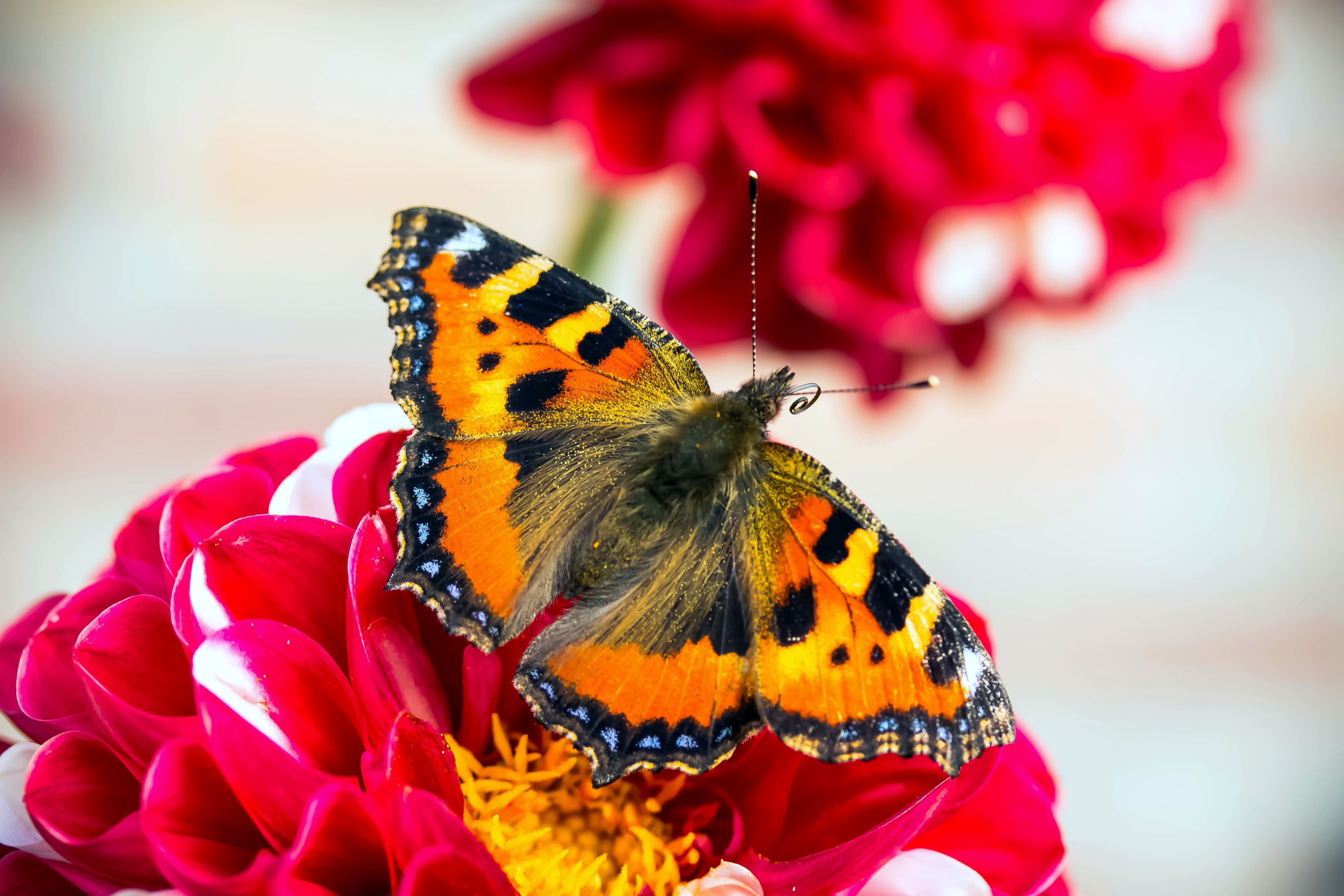 insect, lens, flower head, butterfly - insect, tilt, plant, pollination, yellow, bloom, no people, animal themes, 4K, one animal, flowering plant, color, HD Wallpaper