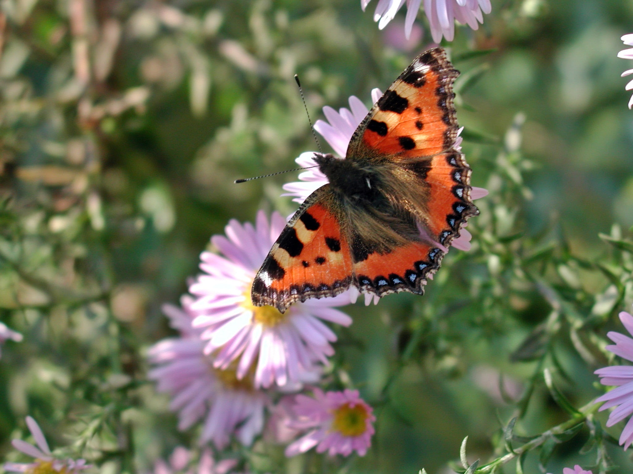 animals in the wild, petal, 1080P, nature, freshness, colorful, fauna, animal, outdoors, animal themes, blossom, insect, beauty in nature, flowering plant, HD Wallpaper