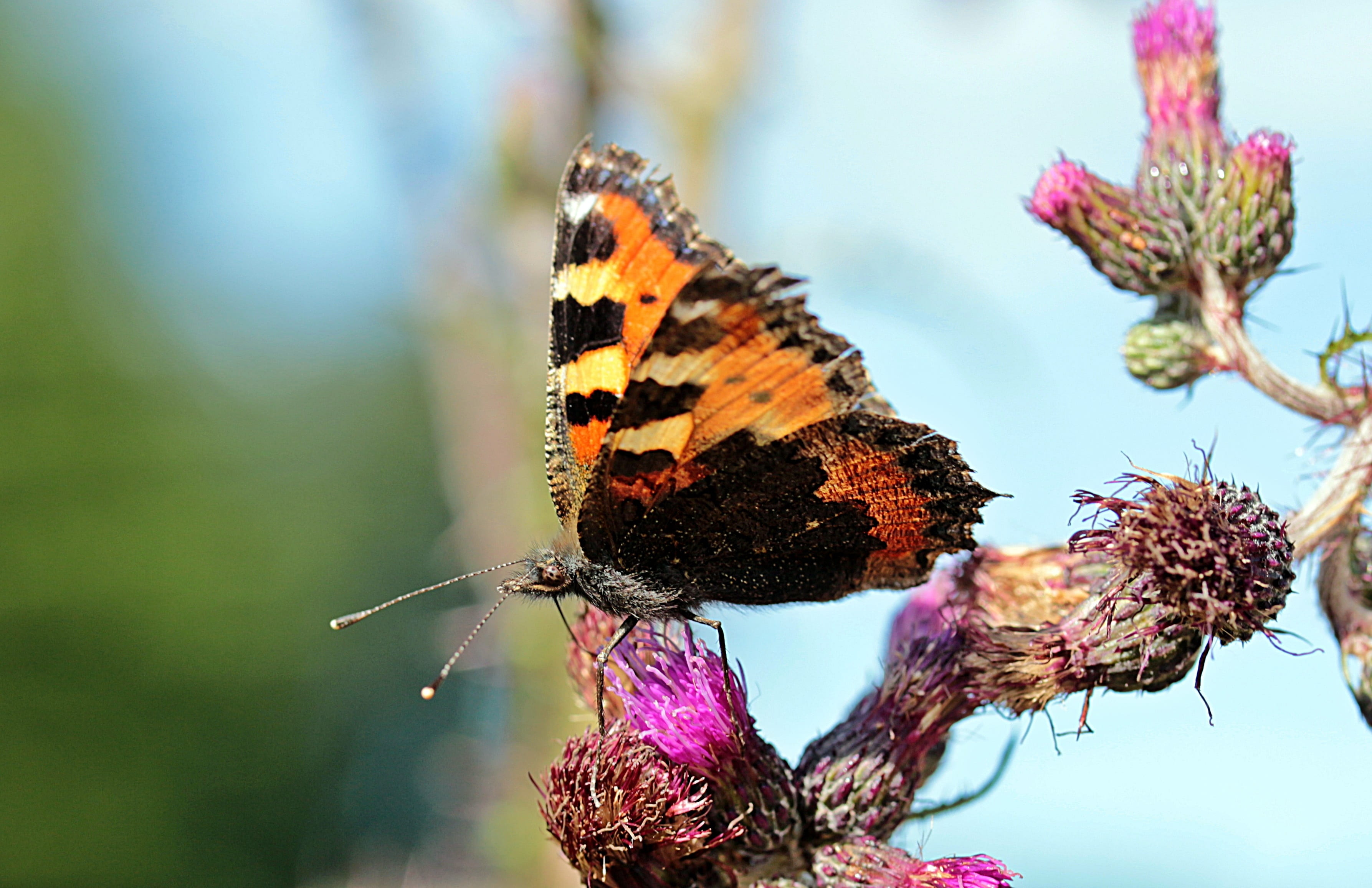flowering thistle, 2K, focus on foreground, close-up, animal body part, little fox, one animal, pollination, animal wing, plant, butterflies, flower head, HD Wallpaper