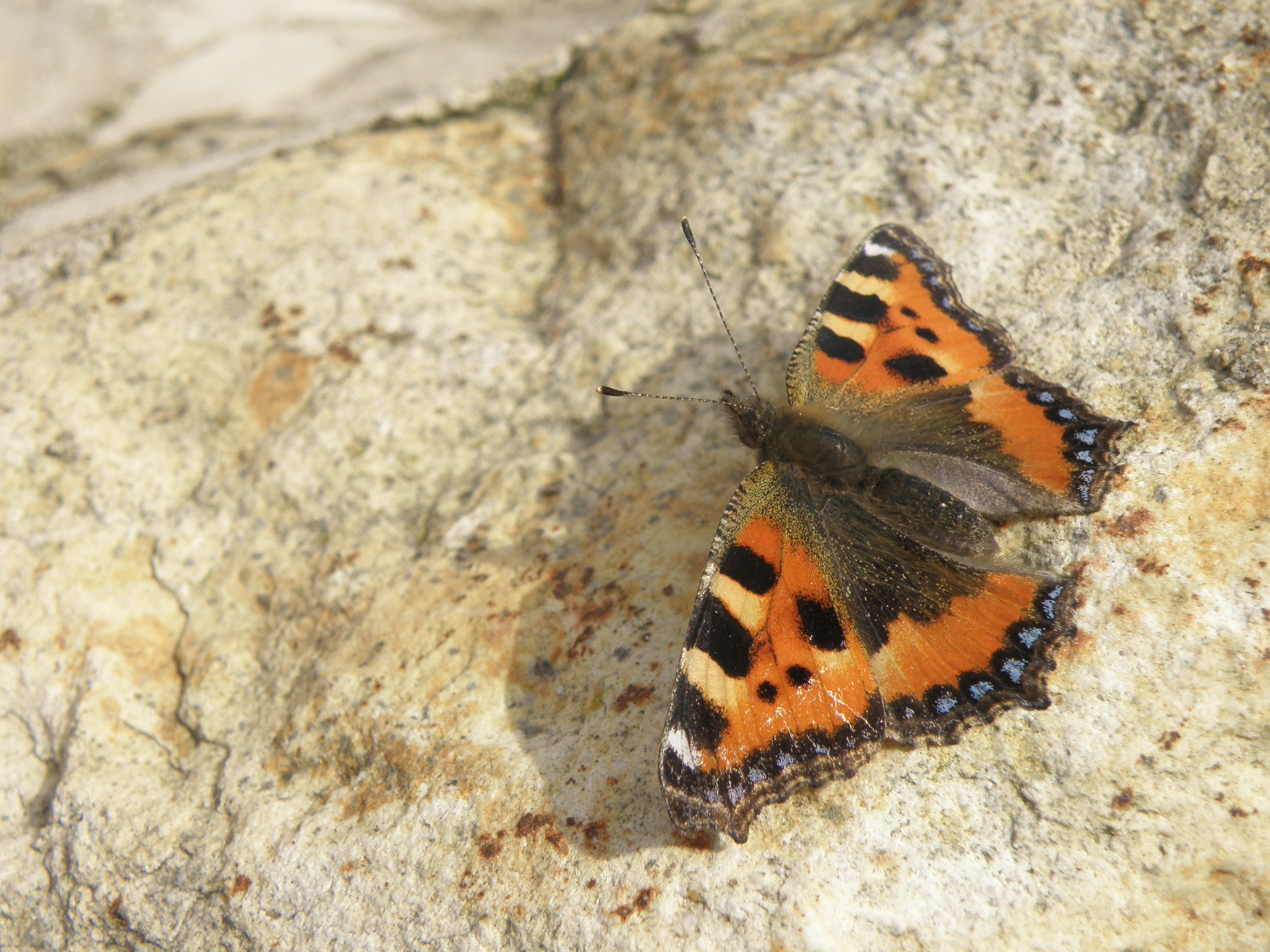 high angle view, butterfly, invertebrate, animal wildlife, aglais urticae, rock, insect, butterfly - insect, natural pattern, nature, small tortoiseshell, HD Wallpaper