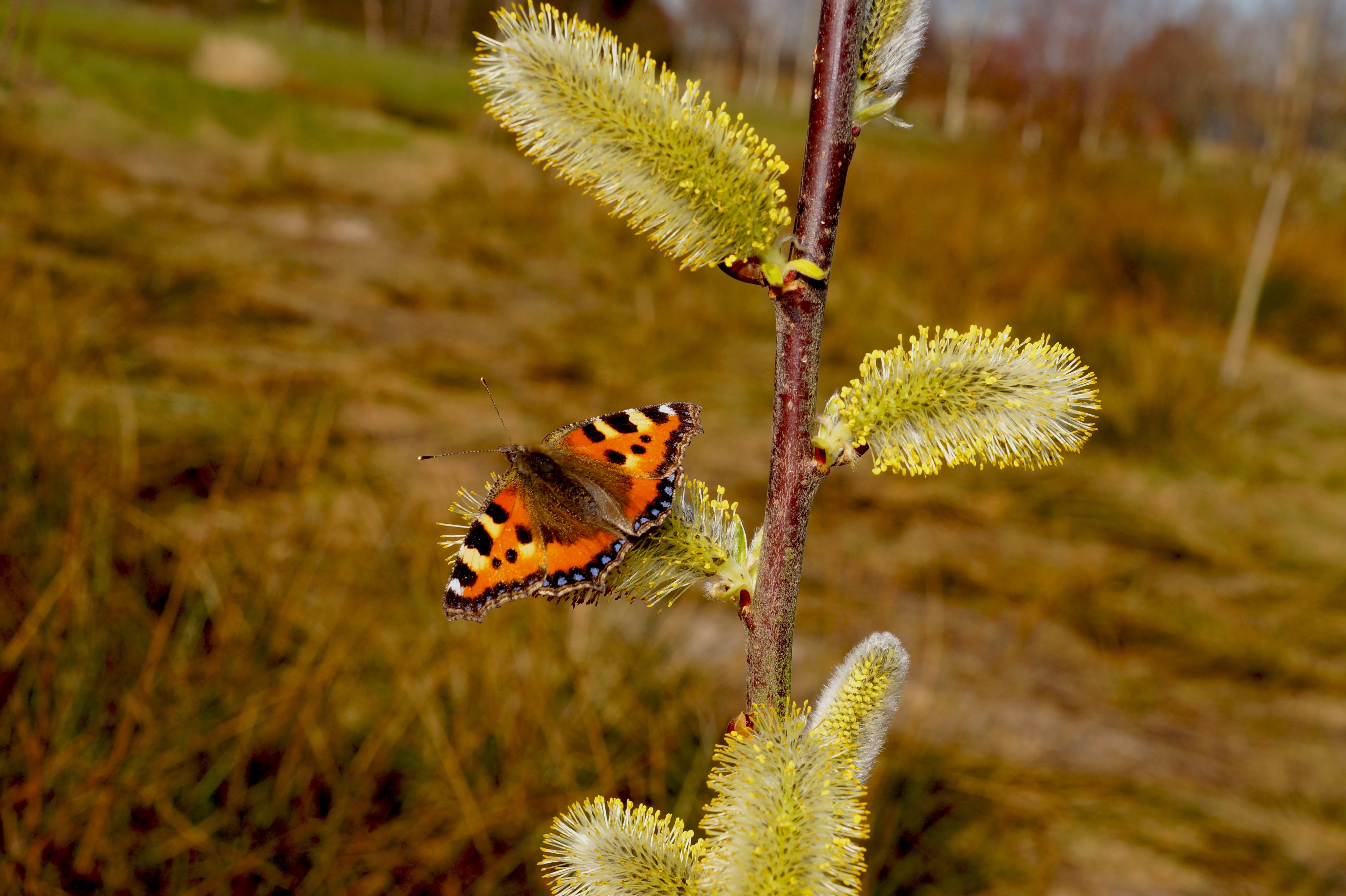 close-up, butterflies, aglais urticae, animals in the wild, butterfly - insect, day, insect, no people, nature, color, little fox, 5K, animal wildlife, HD Wallpaper